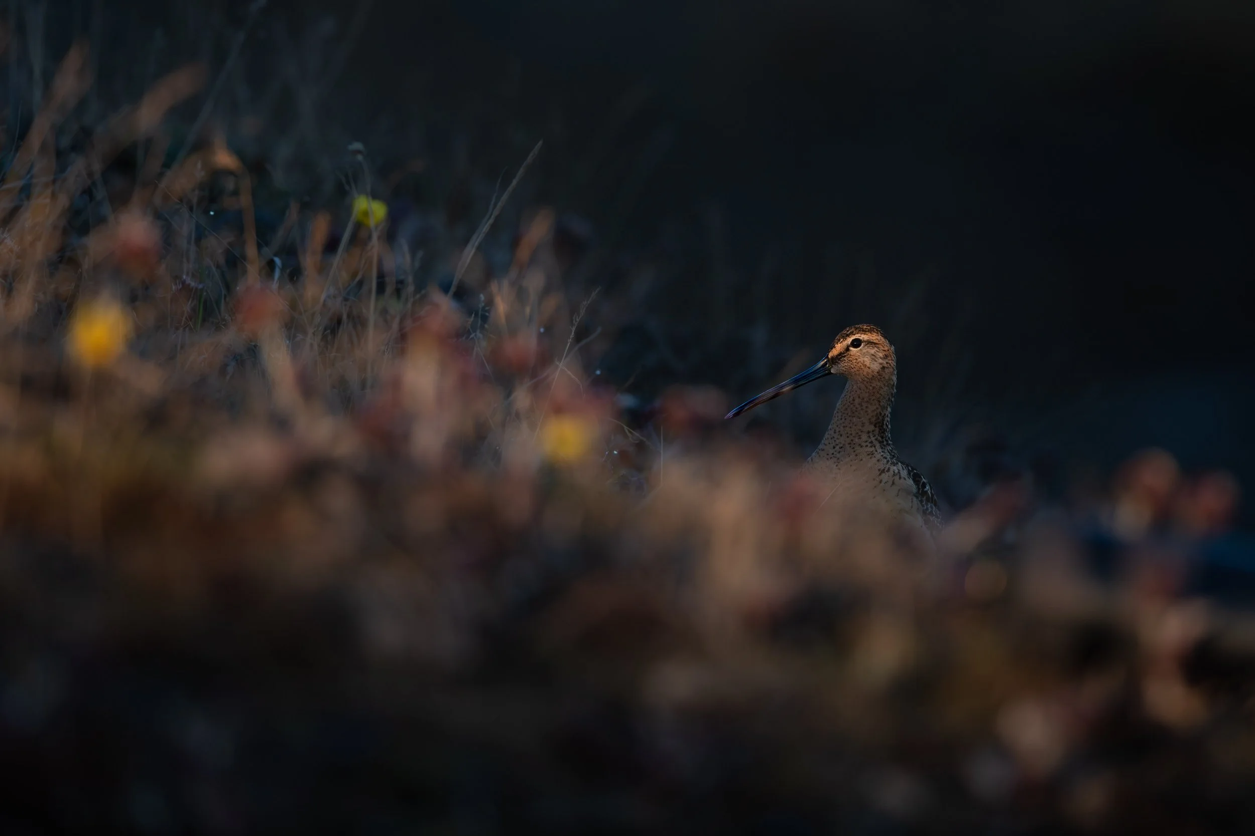 long-billed_dowitcher_012_5703-Edit.jpg