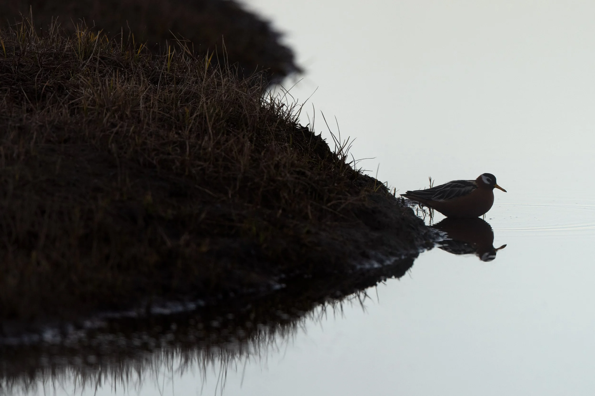 red-phalarope_011_9845-Edit.jpg