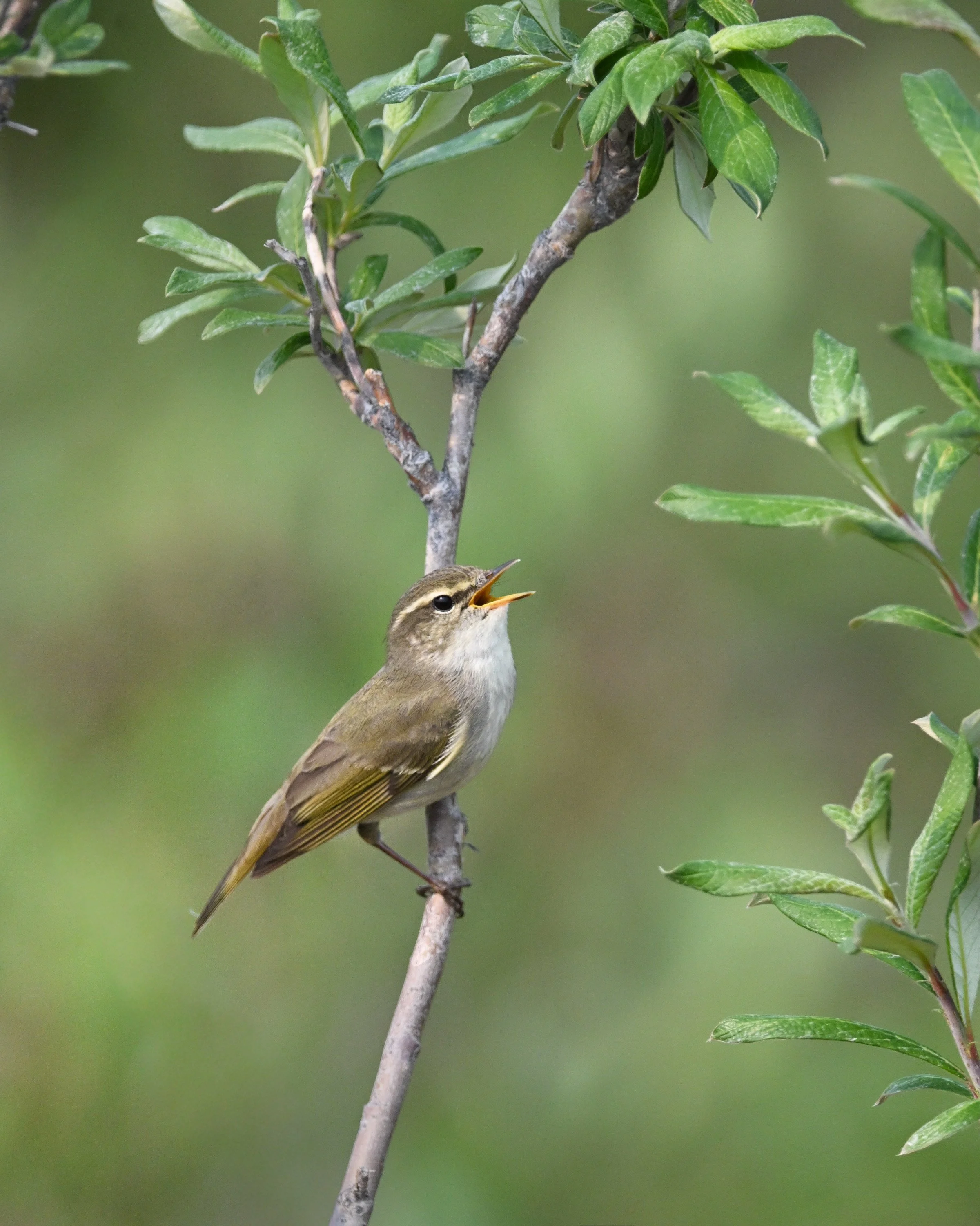 arctic_warbler_025_7855-Edit.jpg