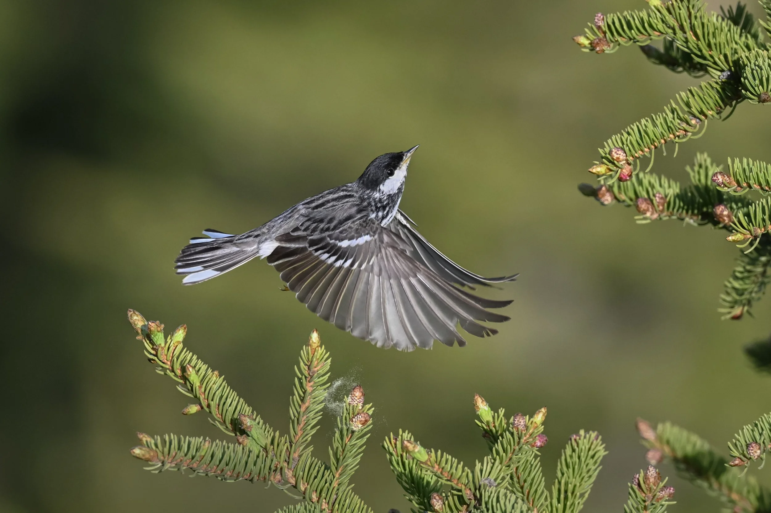 blackpoll_warbler_023_6382-Edit.jpg