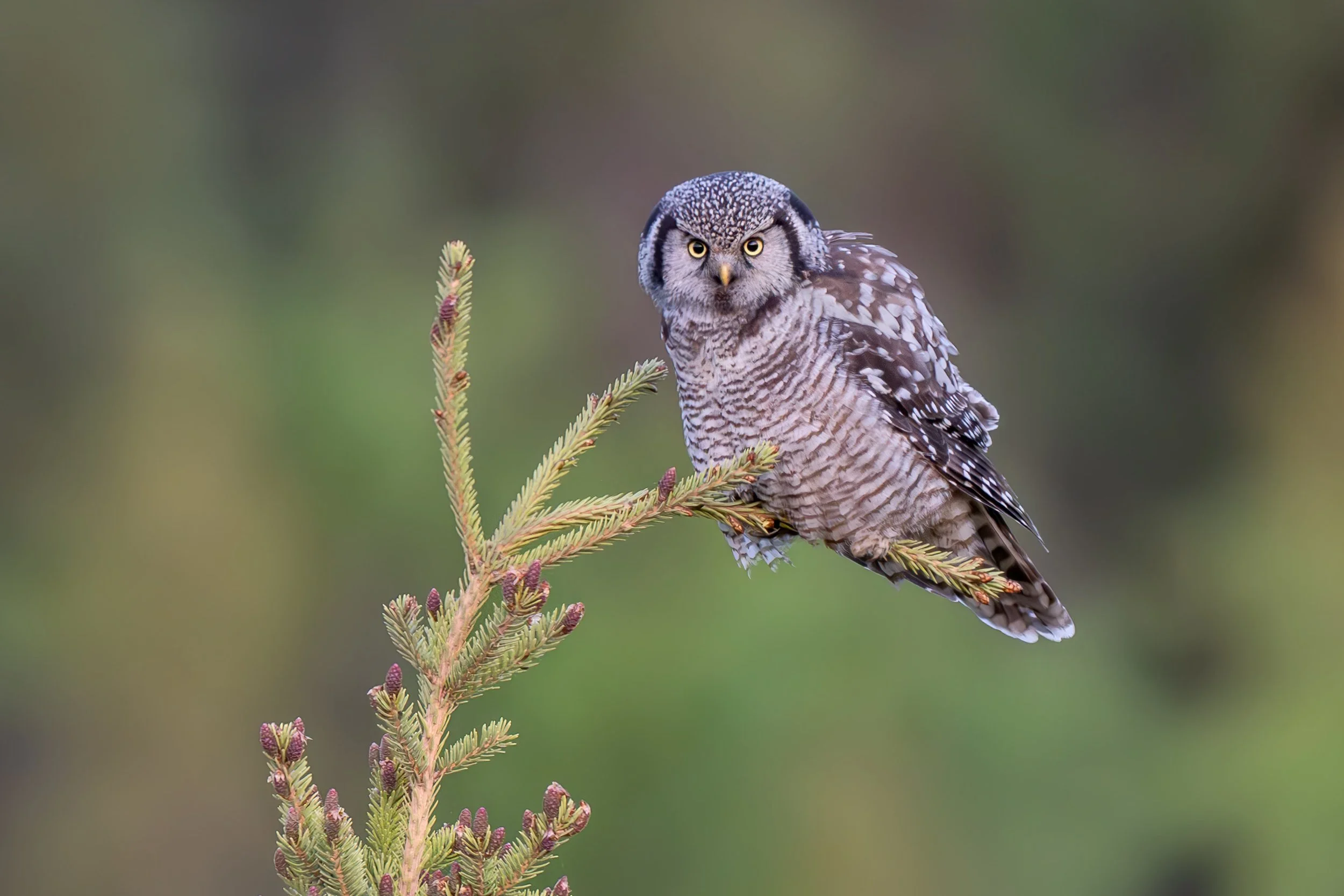 northern_hawk-owl_023_3808-Edit.jpg