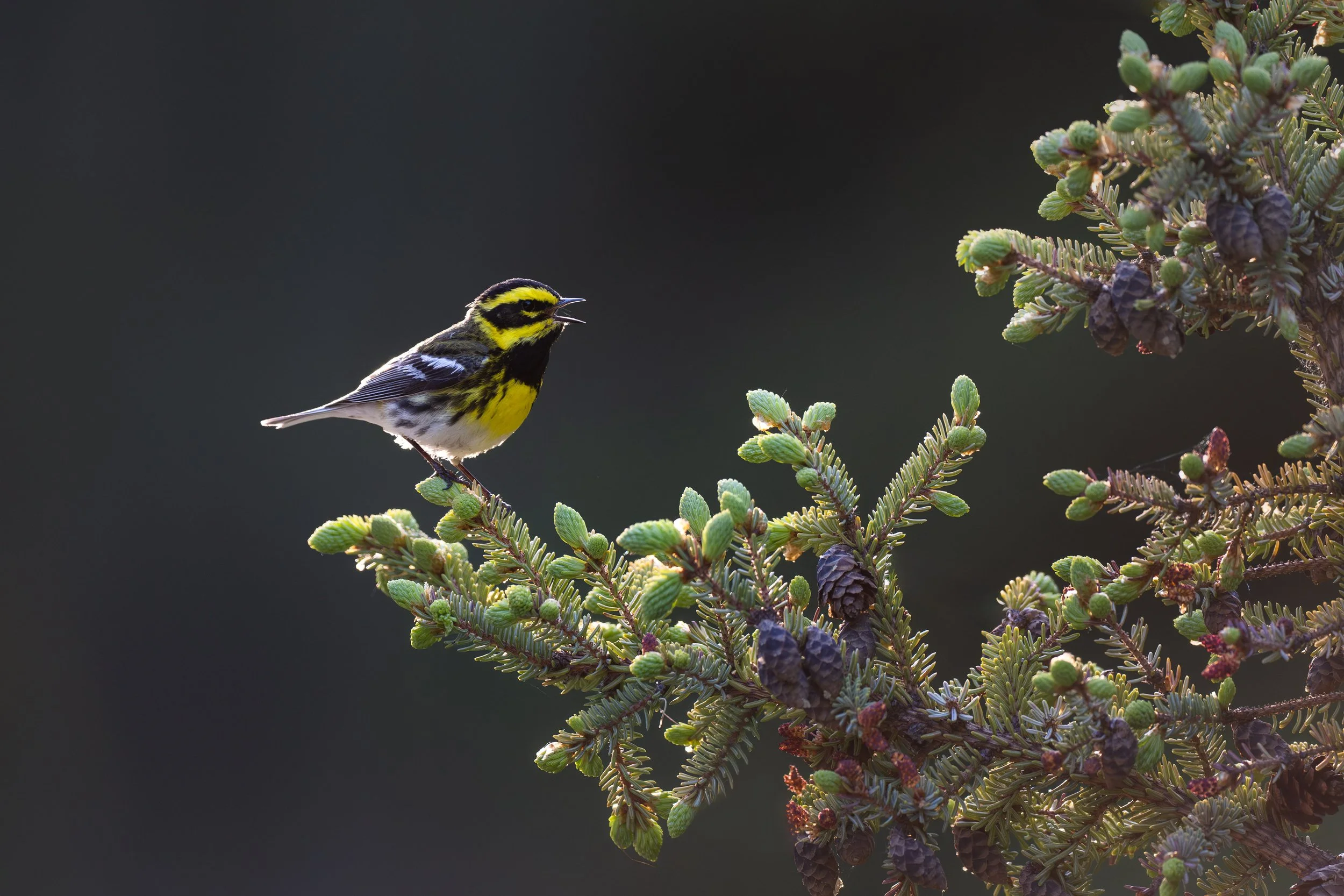 townsends_warbler_023_9401-Edit.jpg