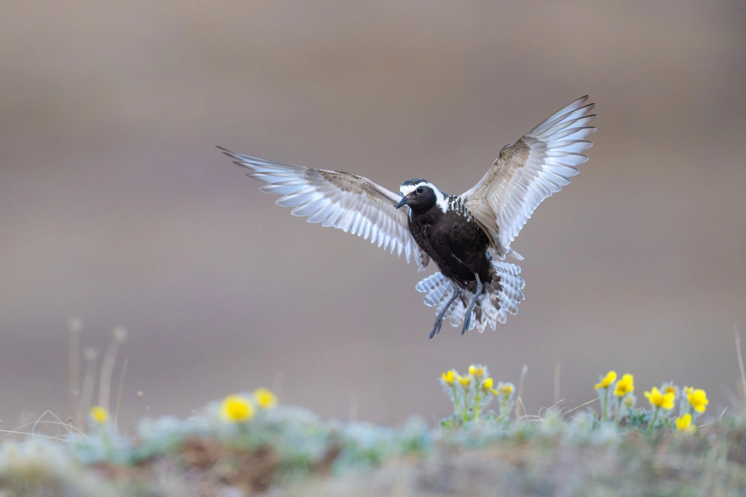 american-golden_plover_023_9688-Edit.jpg