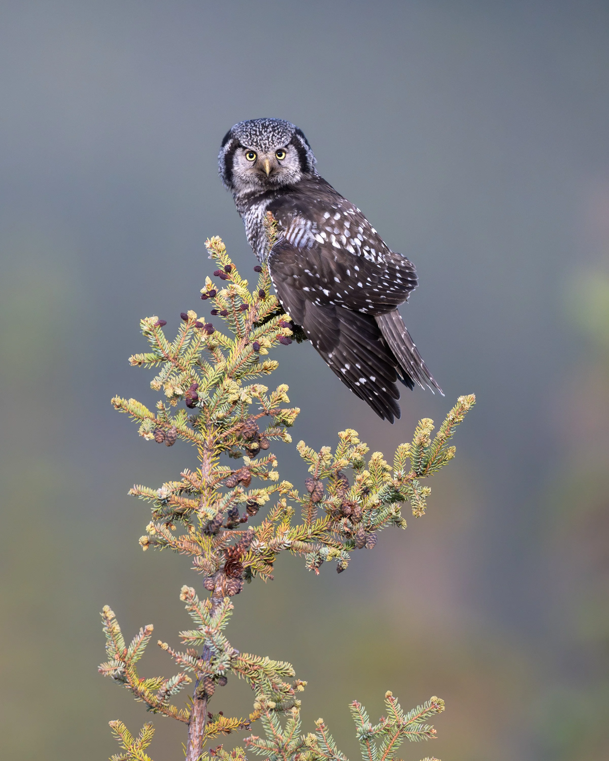 northern_hawk_owl_023_3272-Edit.jpg