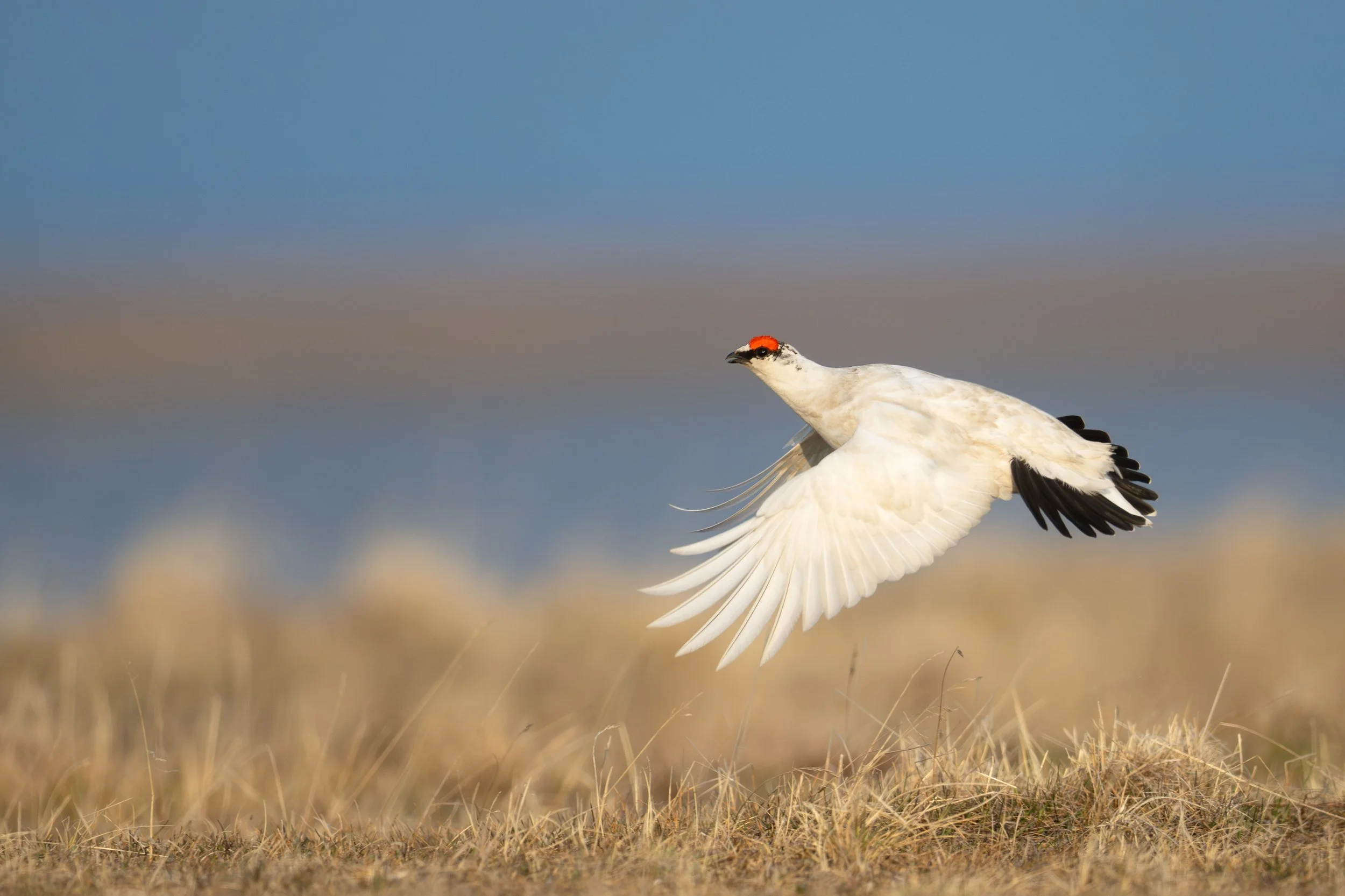 rock_ptarmigan_024_3179-Edit.jpg