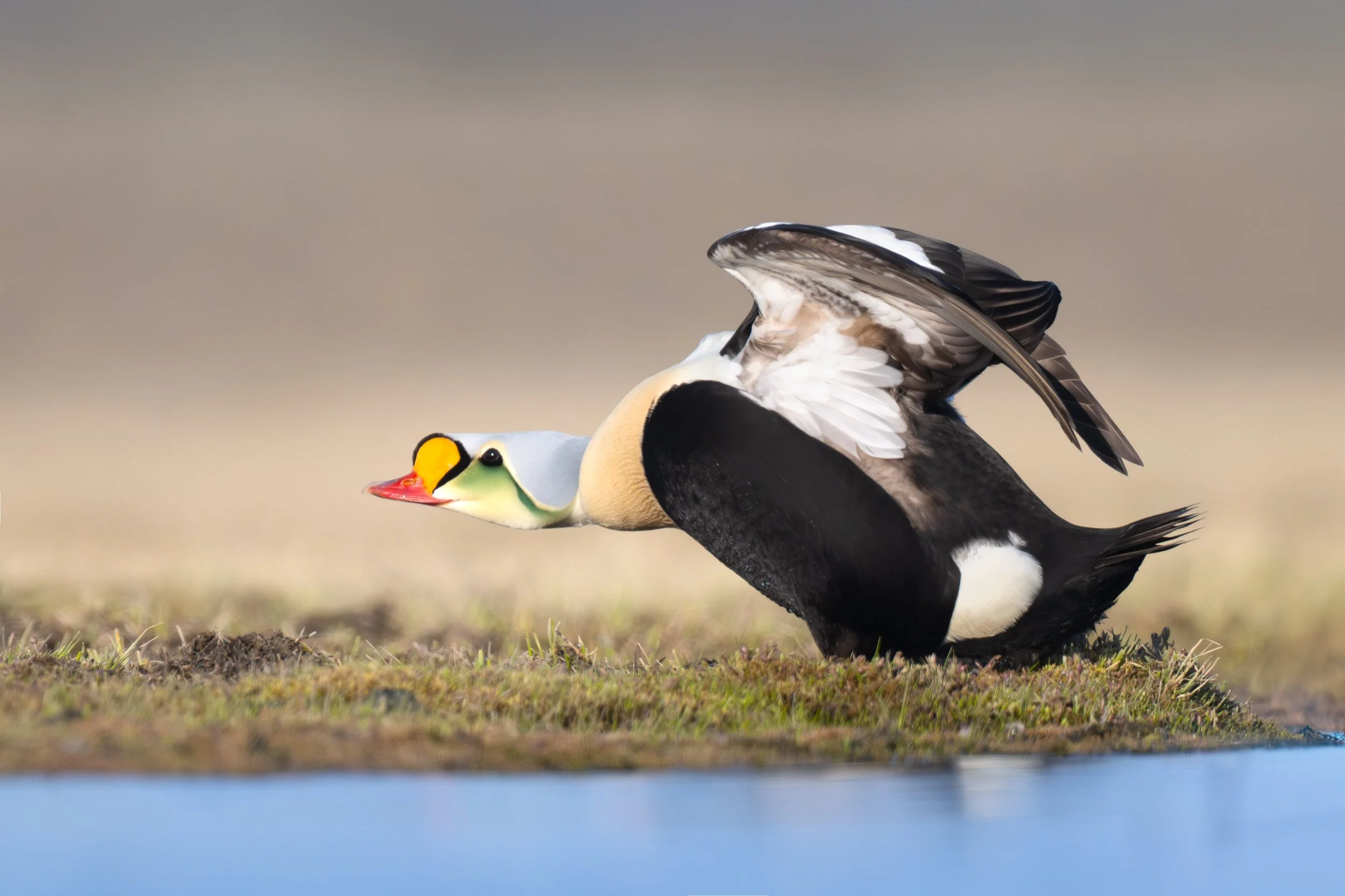 king_eider_025_4225-Edit.jpg