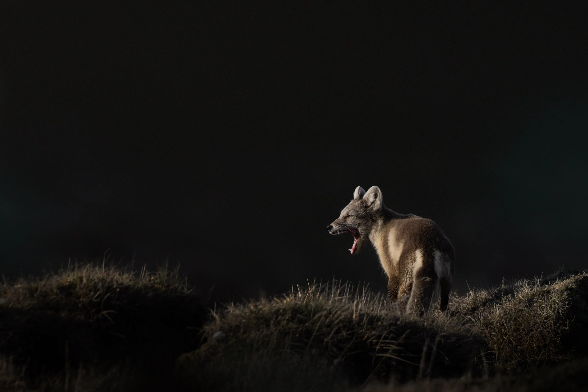 arctic_fox_025_4322-Edit.jpg
