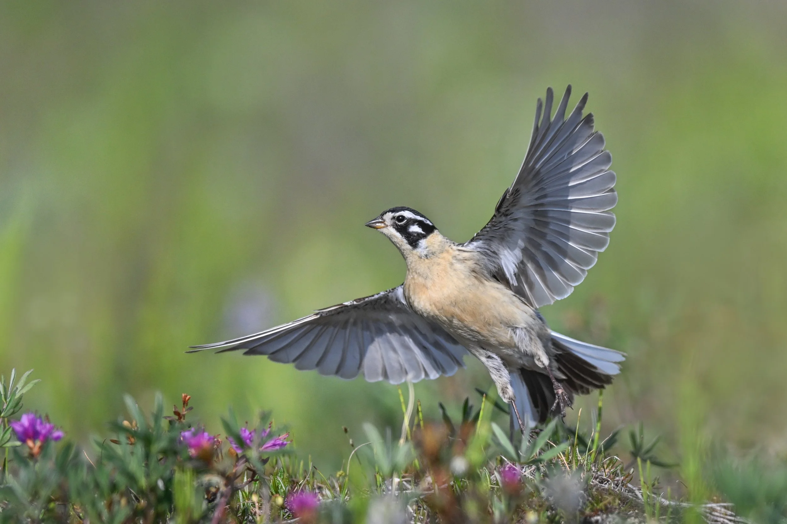 smiths_longspur_025_4954-b.jpg