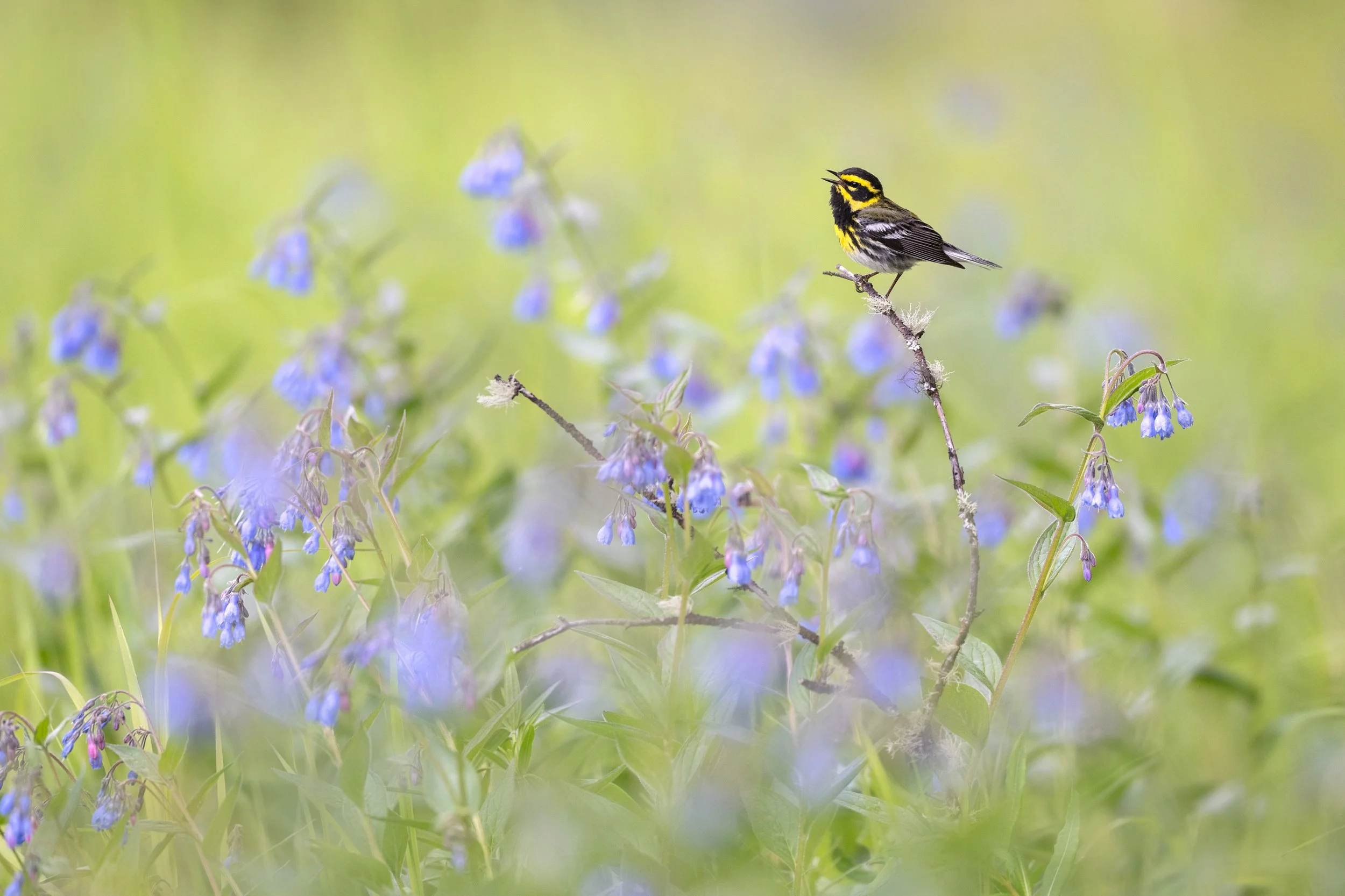 townsends_warbler_023_6530-Edit.jpg