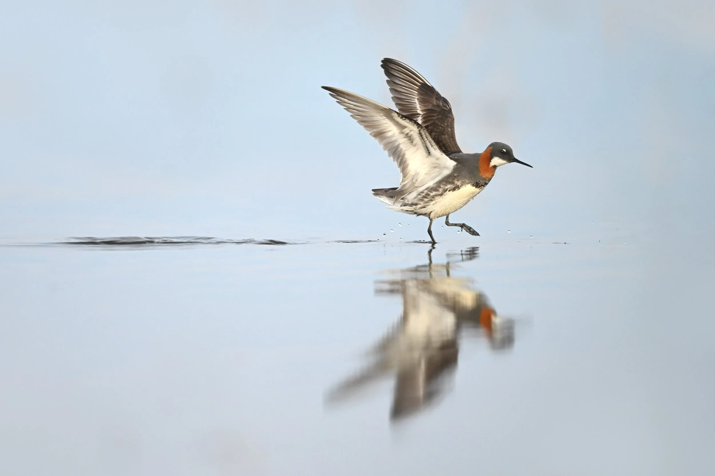 red-necked_phalarope_024_3104-Edit.jpg