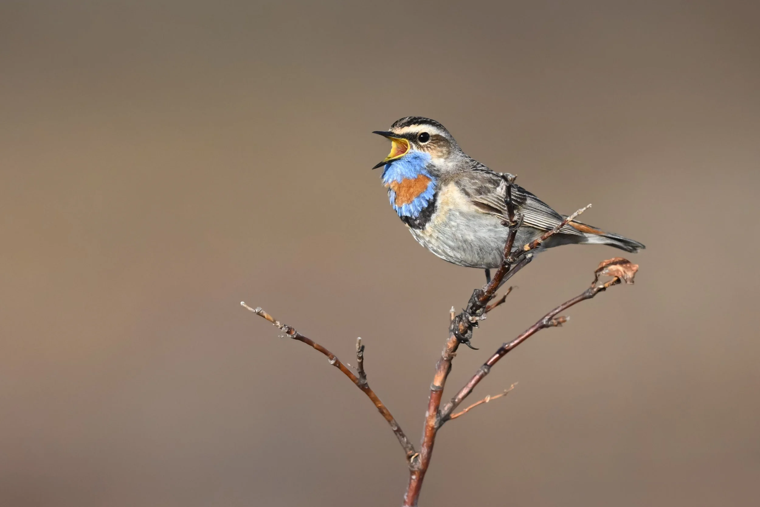 bluethroat_023_5971-Edit.jpg