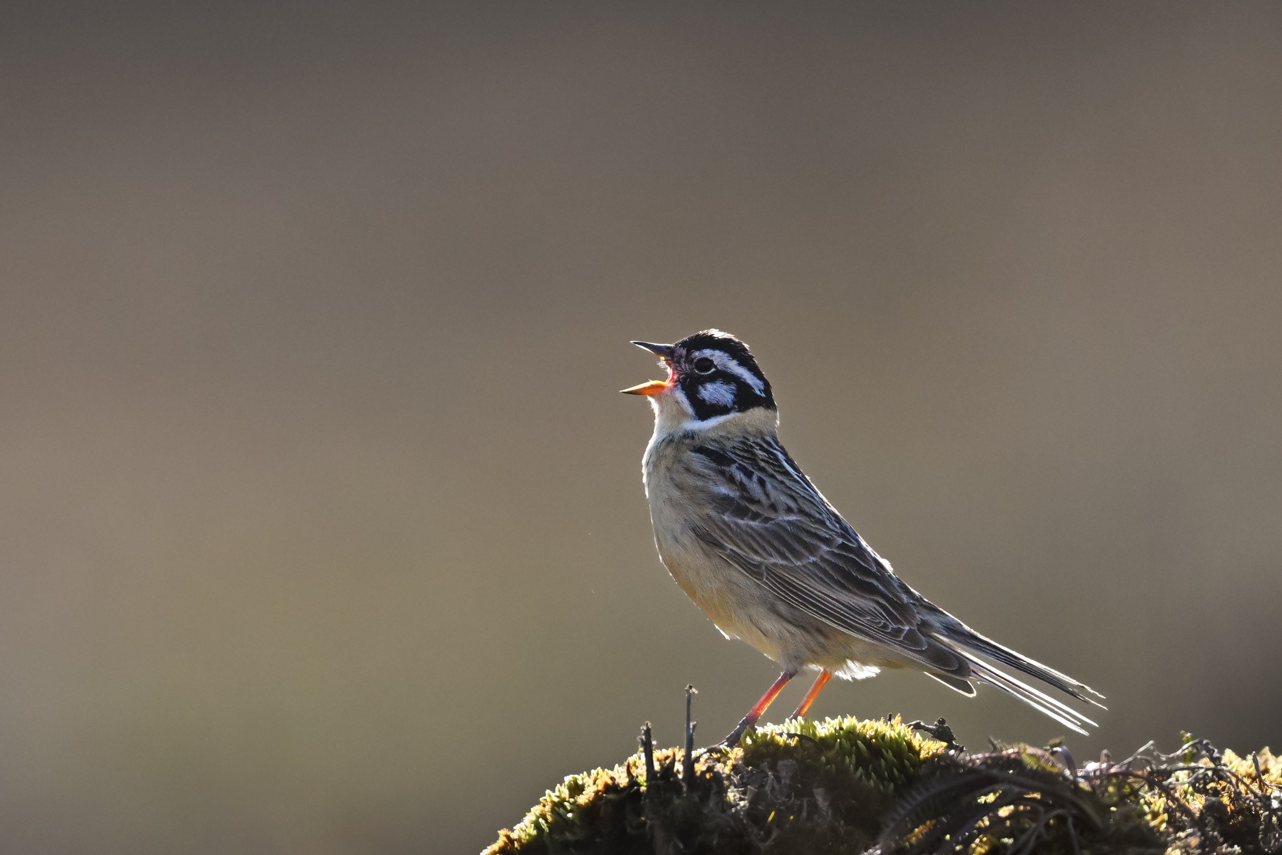 smiths_longspur_023_2657-Edit.jpg