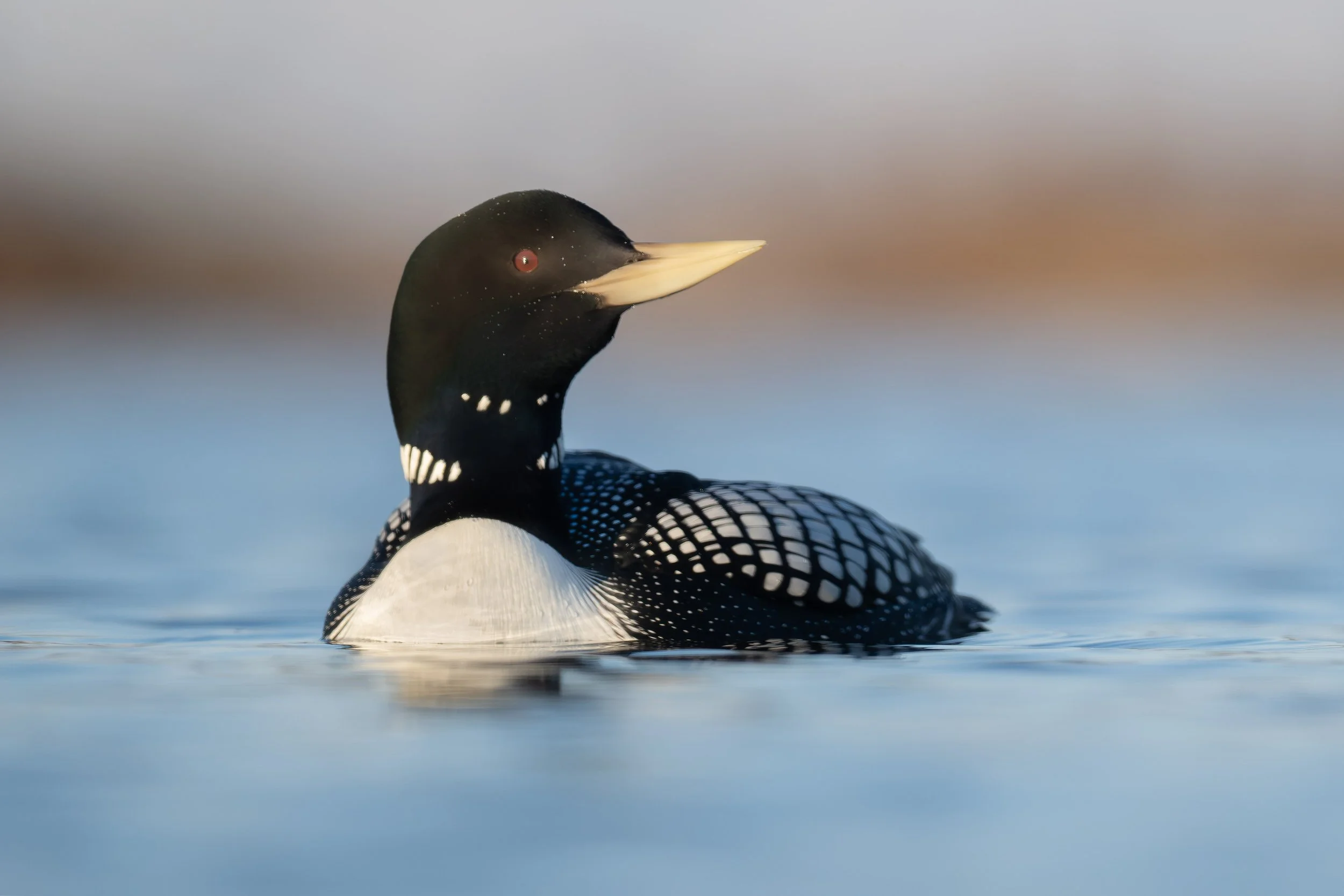 yellow-billed_loon_023_0742-Edit.jpg