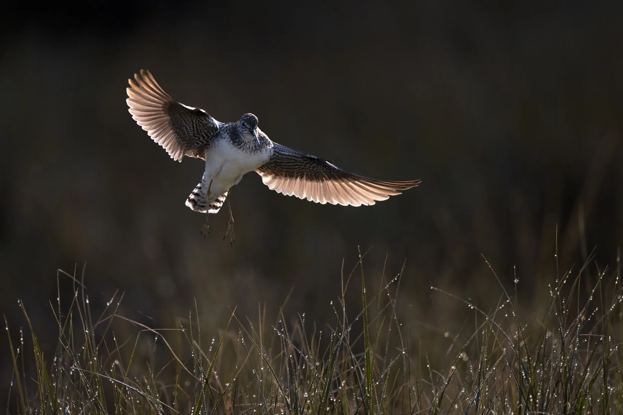 solitary_sandpiper_023_8762-Edit.jpg