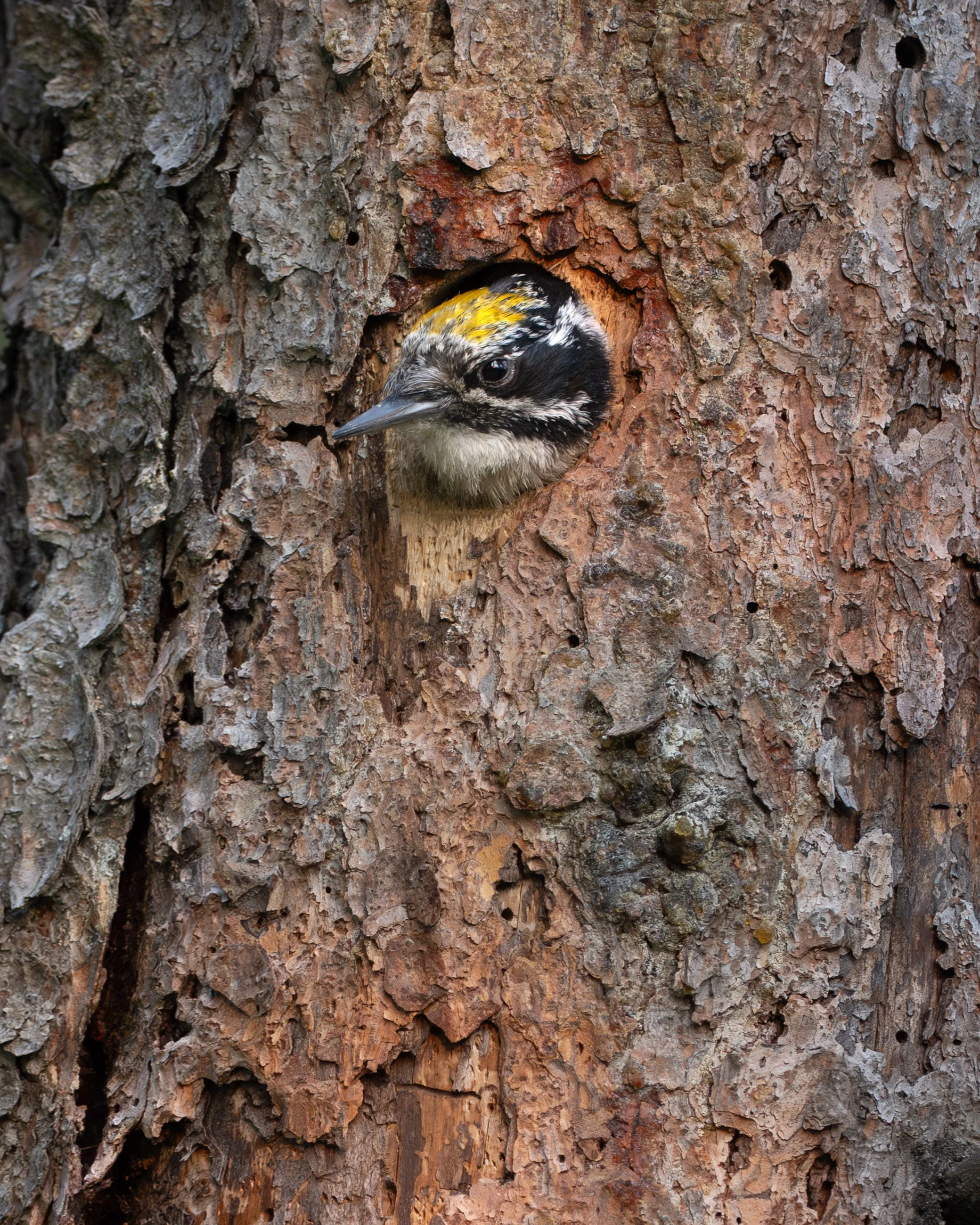 three-toed_woodpecker_025_8184-Edit.jpg