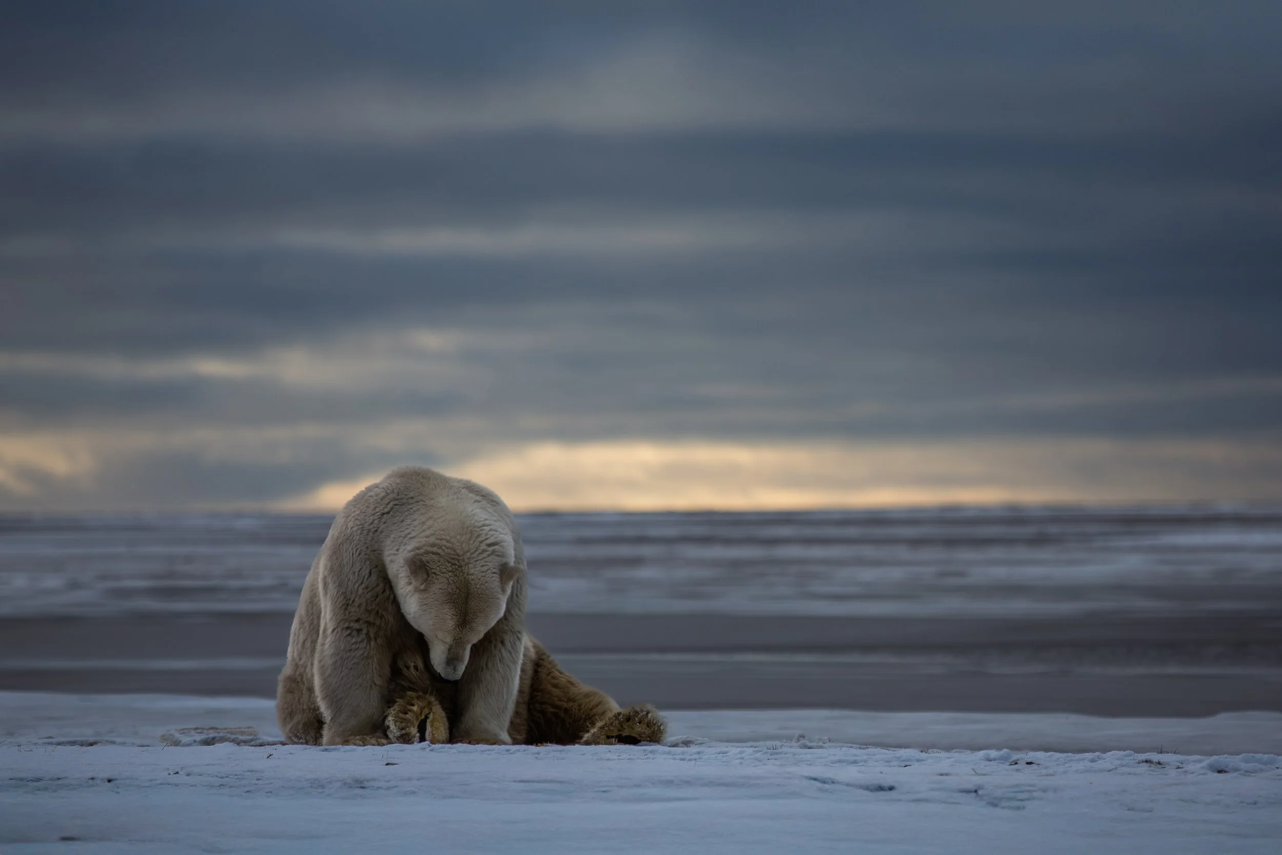 polar_bear_5F6A1312-Edit.jpg