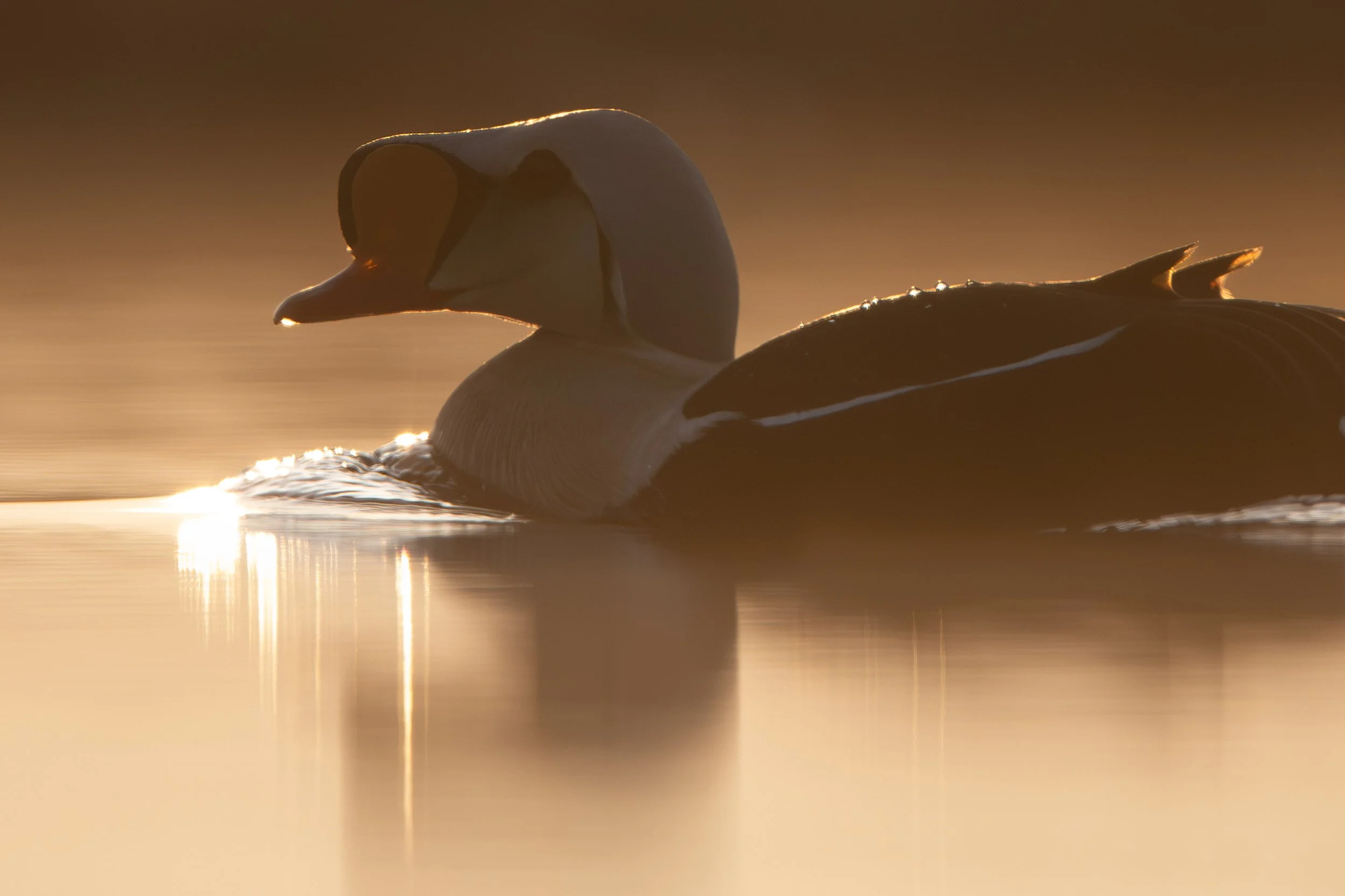 king_eider_012_4821.jpg