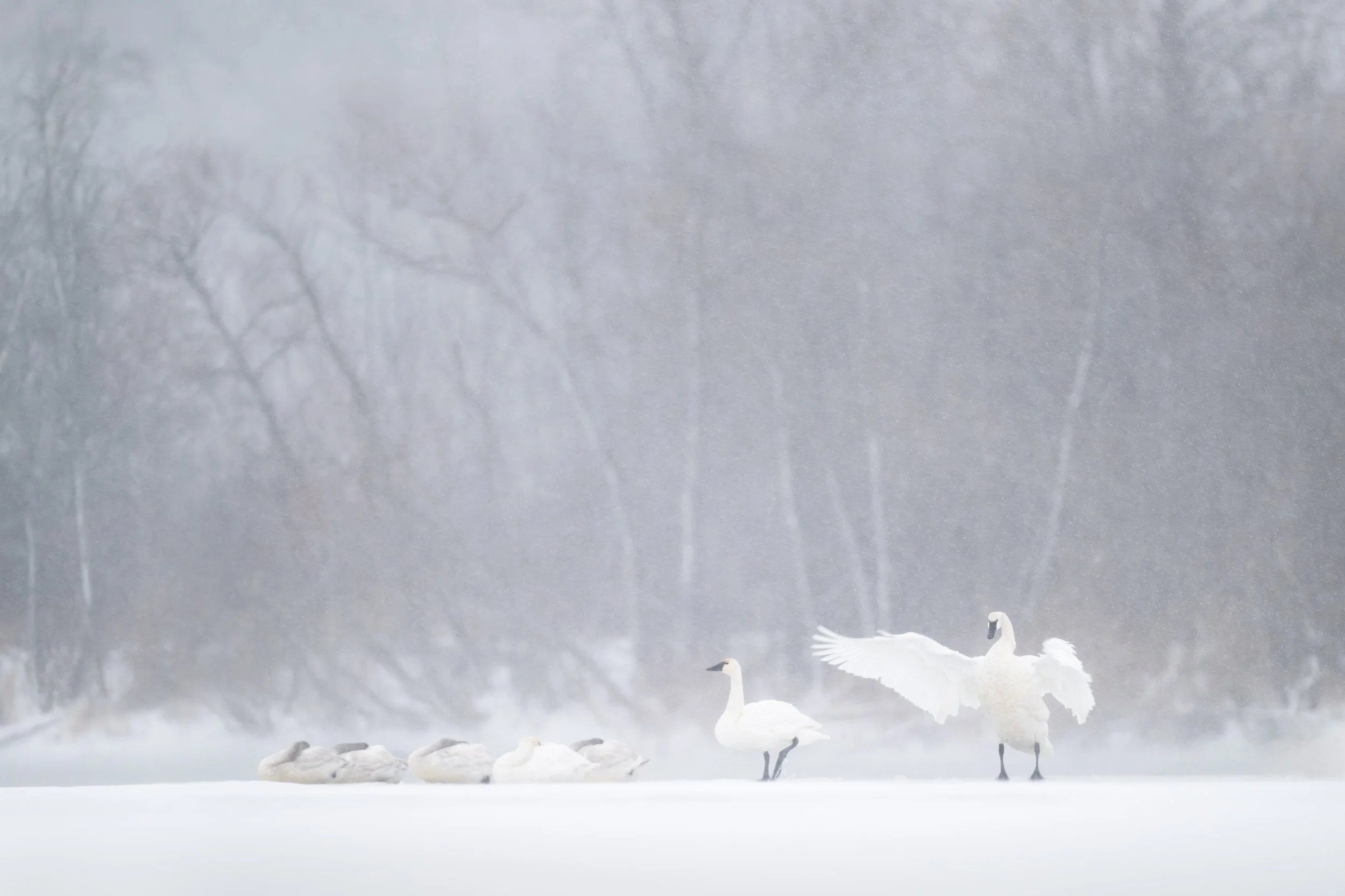 trumpeter_swans_031_8359-Edit.jpg