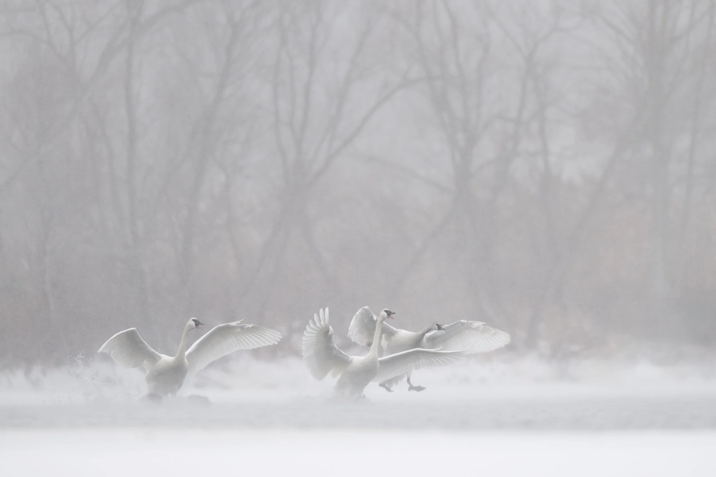 trumpeter_swans_031_7642-Edit.jpg