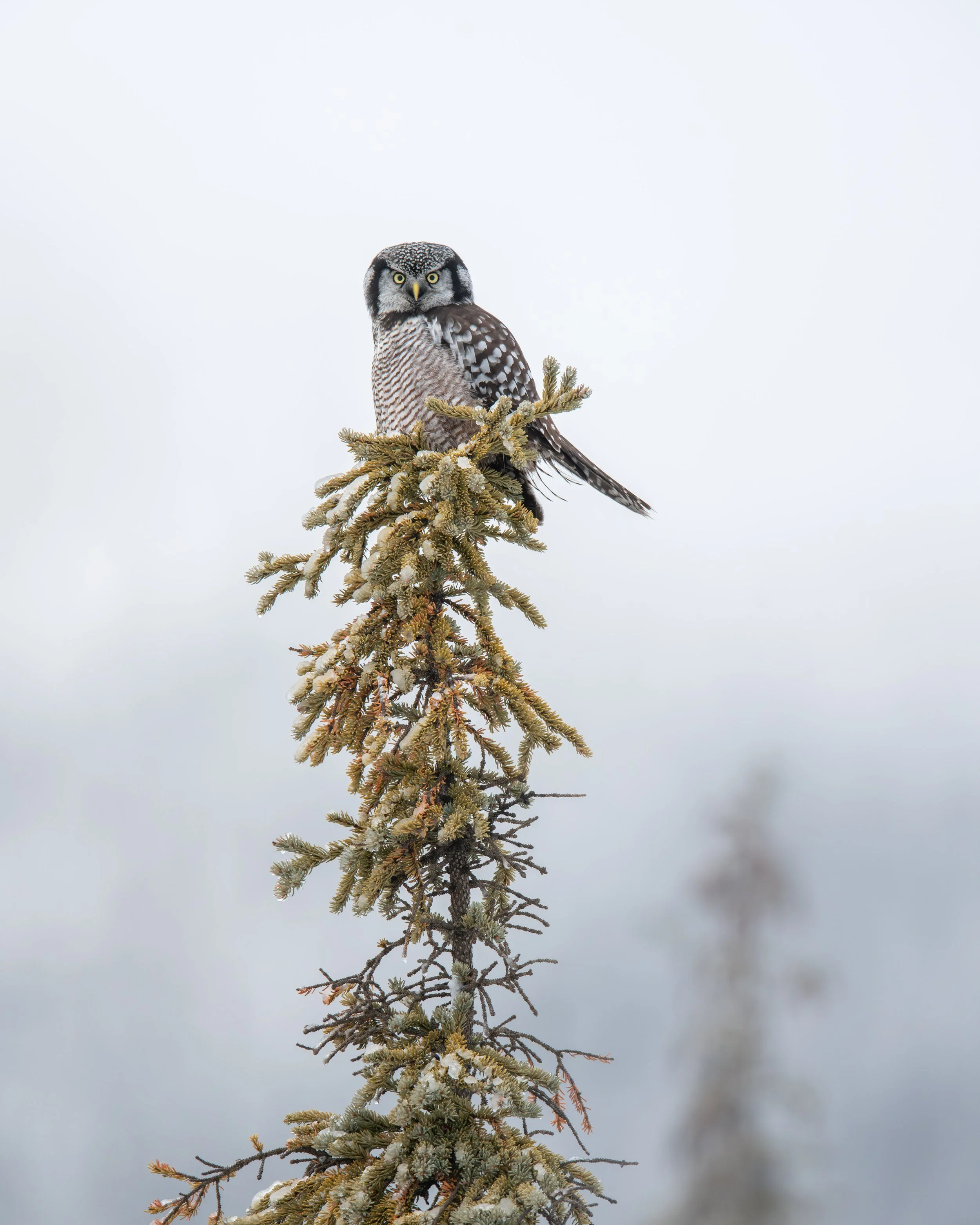 northern_hawk-owl_001_1644-Edit.jpg