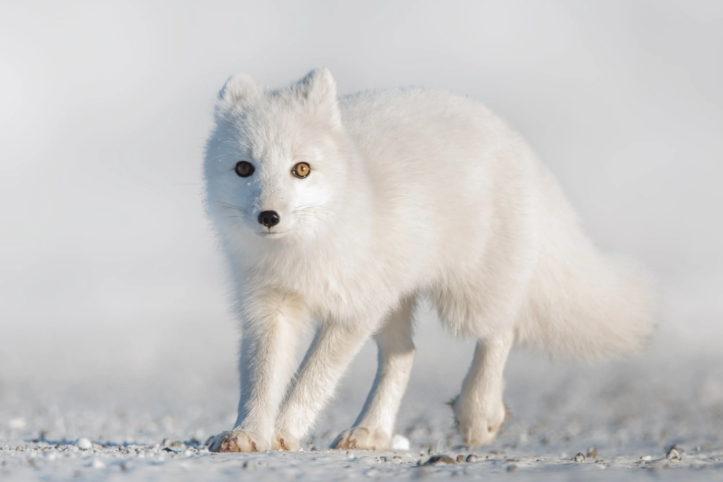 arctic_fox_001_1869-Edit-2.jpg