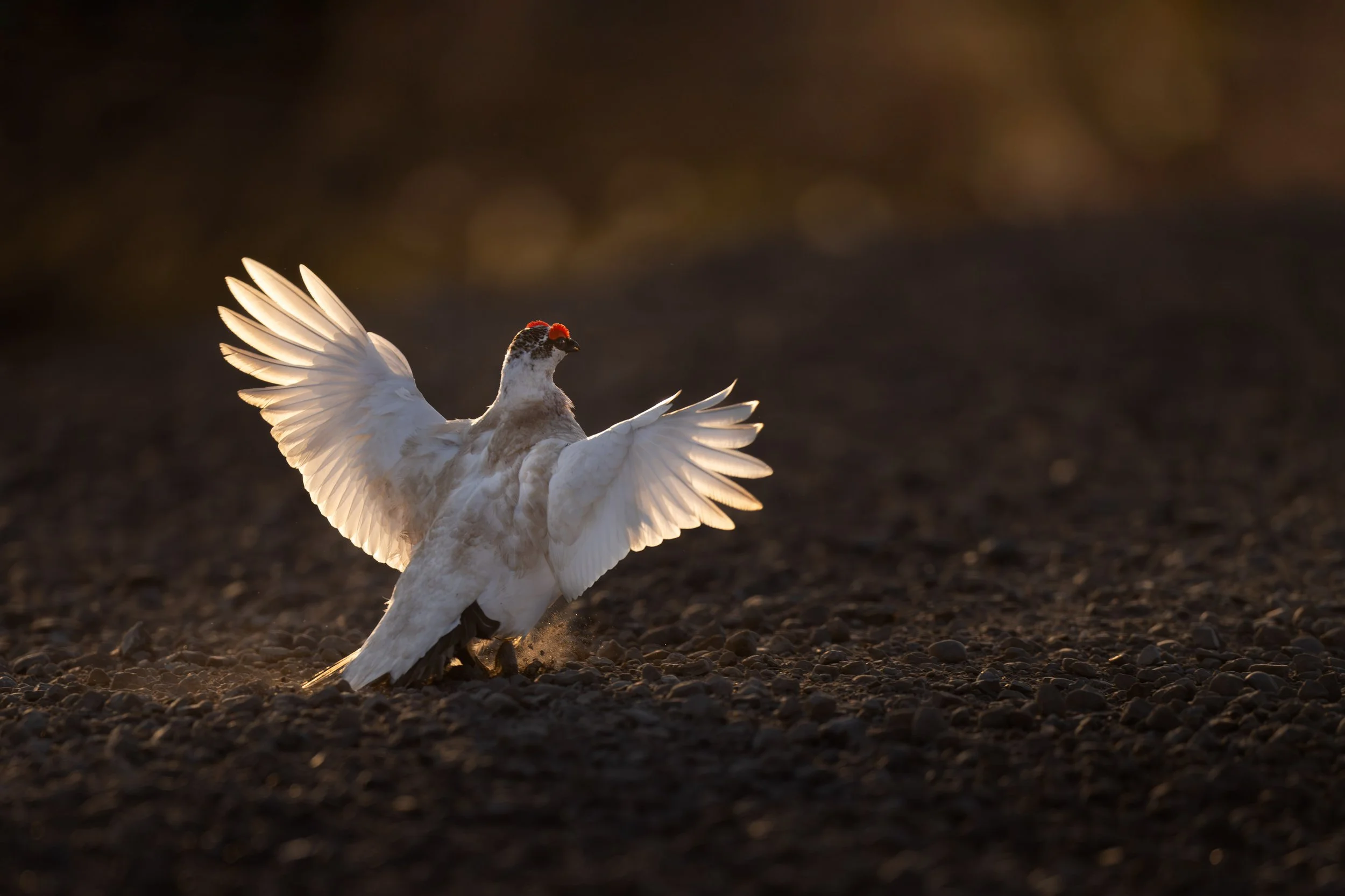 rock_ptarmigan_023_4172b.jpg