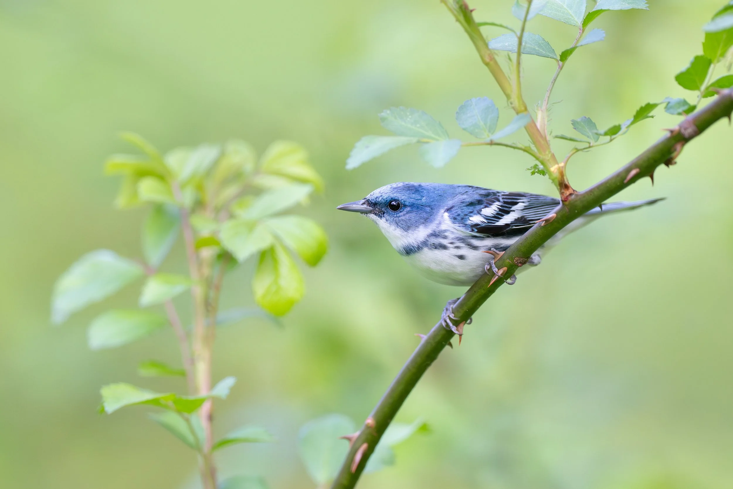cerulean_warbler_023_8982-Edit.jpg
