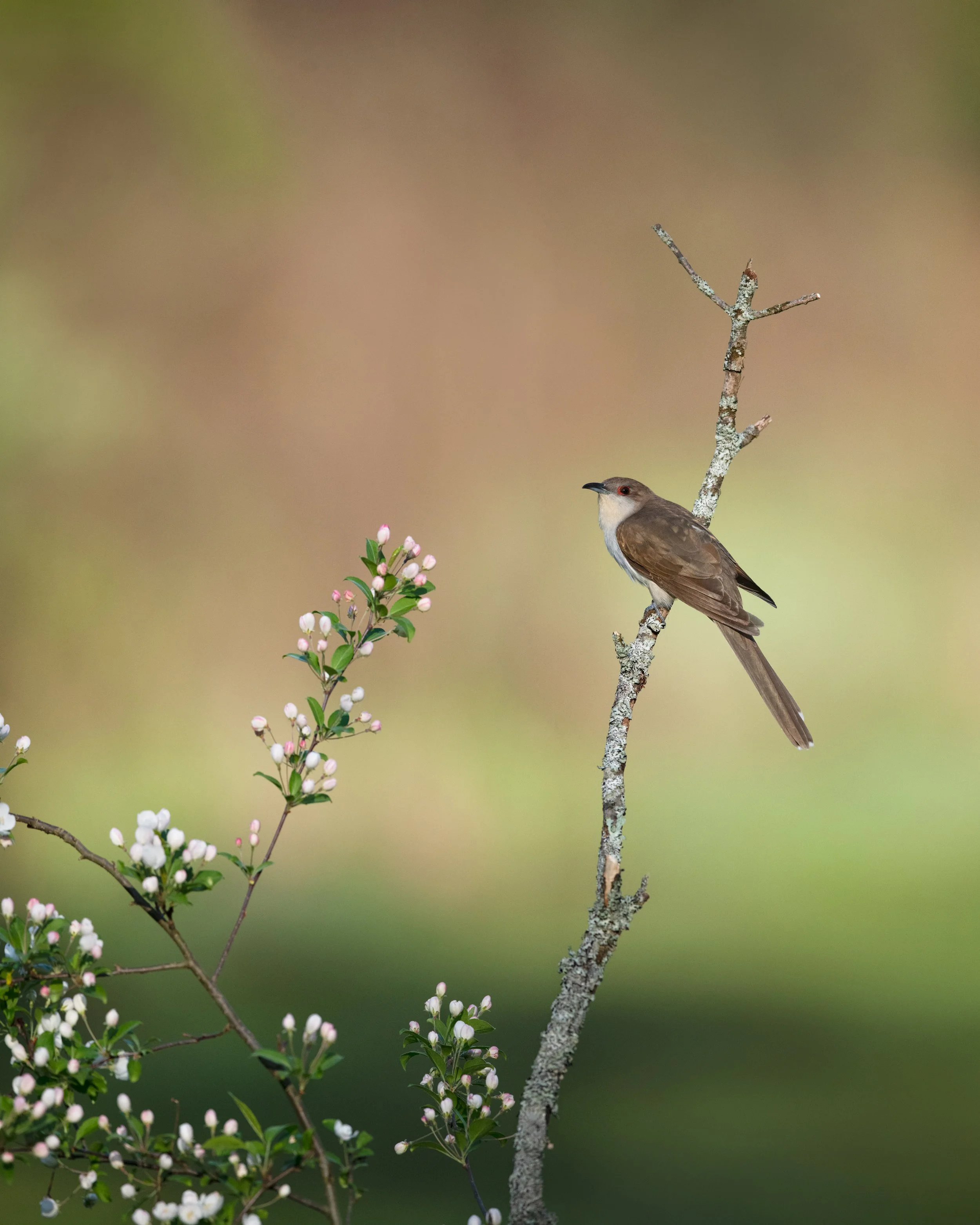 black-billed_cuckoo_021_5686_4x5.jpg