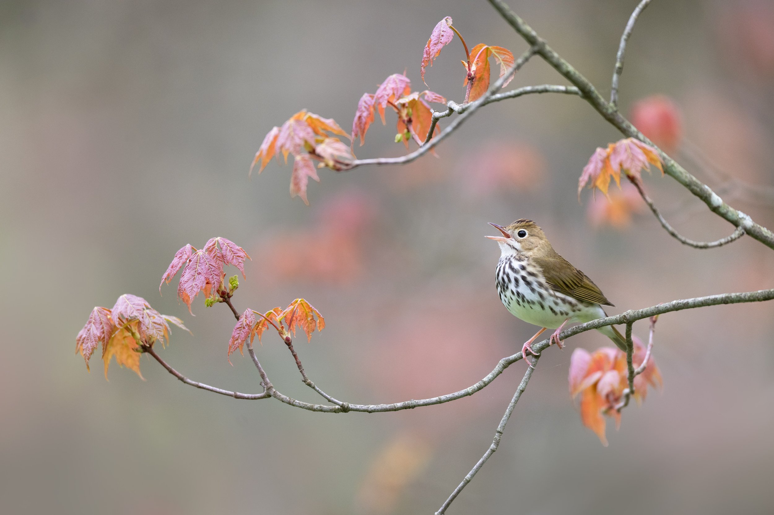 ovenbird_023_3155-Edit.jpg