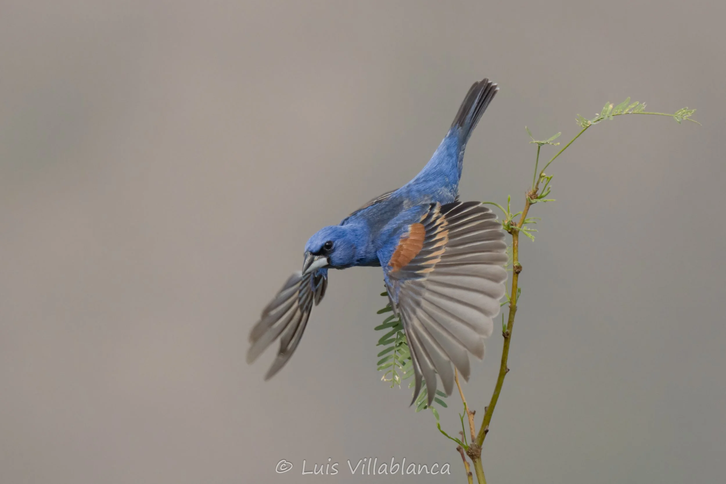 Blue Grosbeak © Luis Villablanca