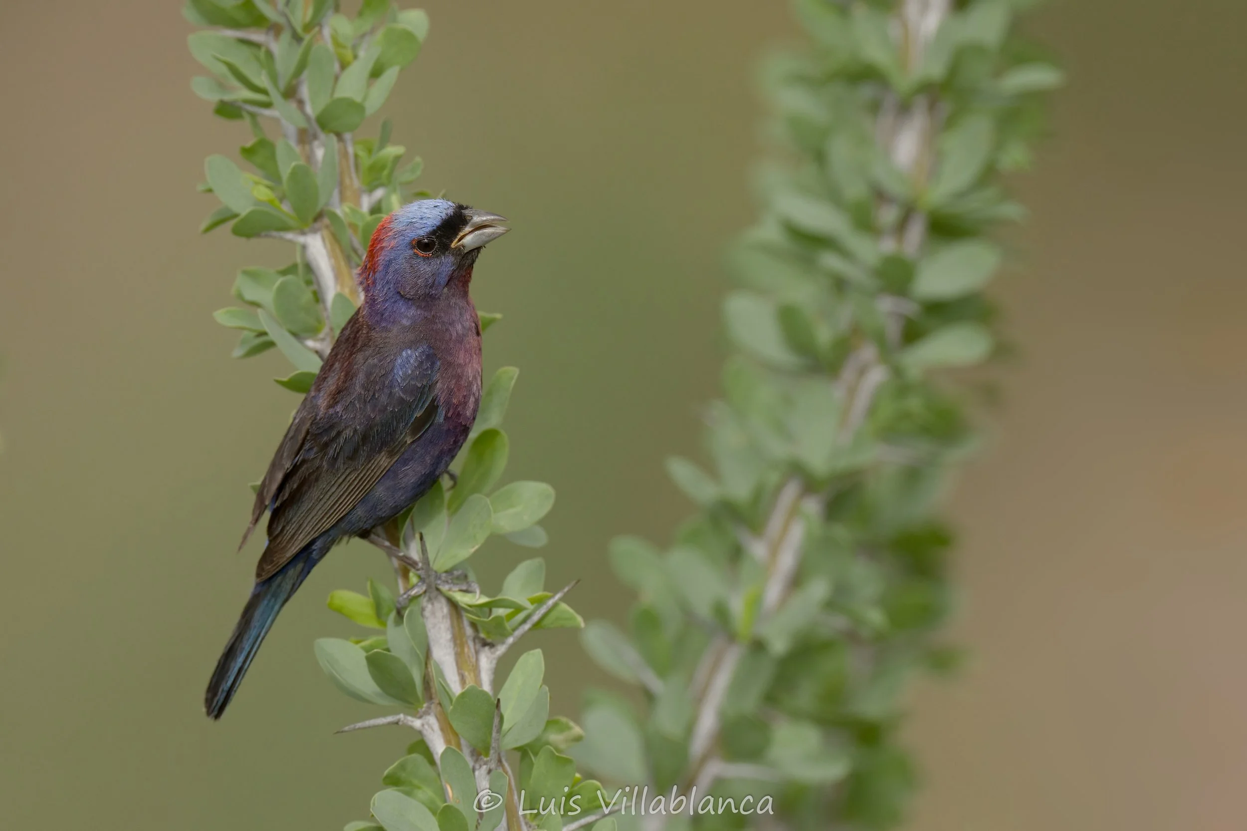Varied Bunting © Luis Villablanca