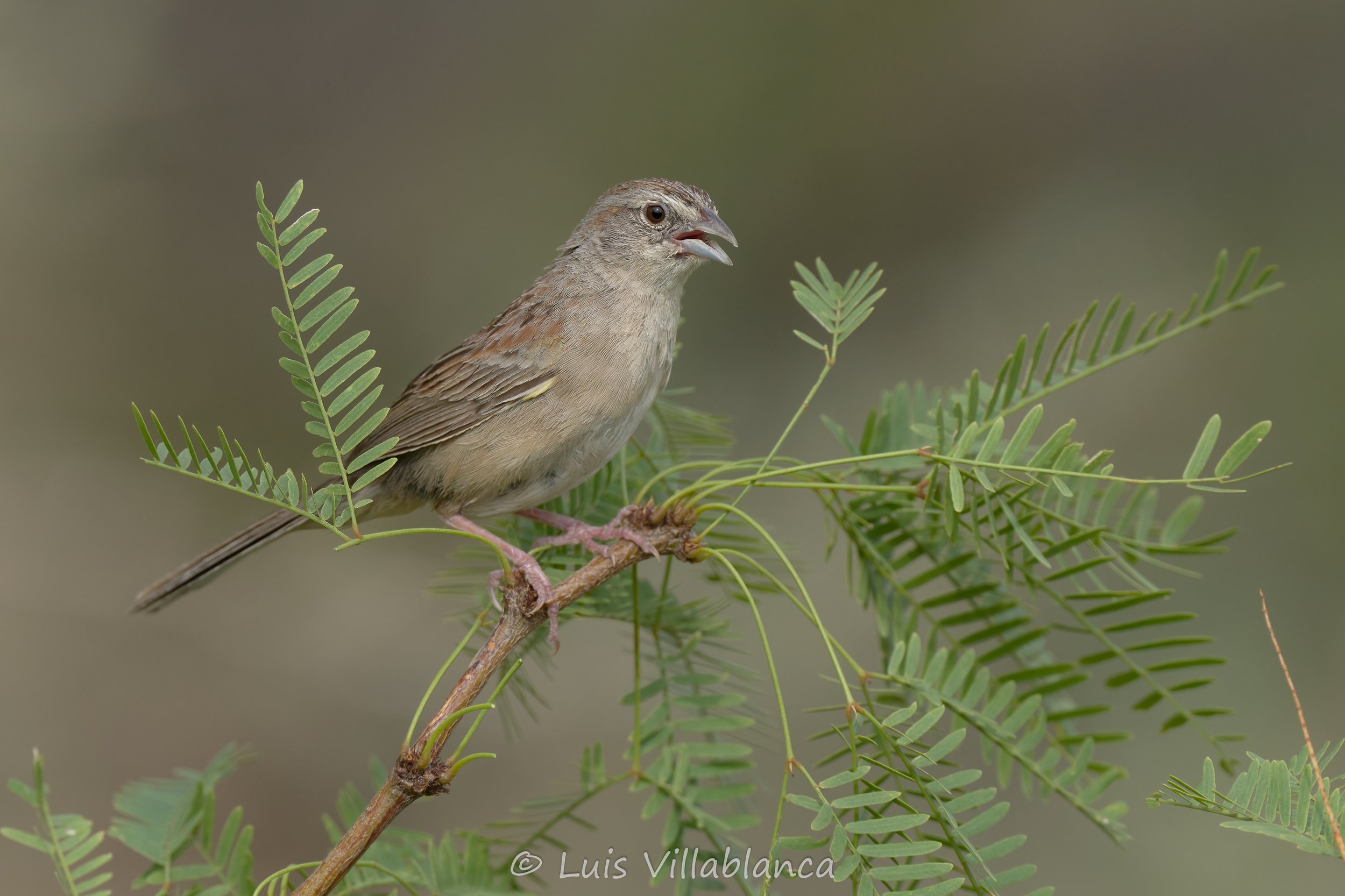 Botteri's Sparrow © Luis Villablanca