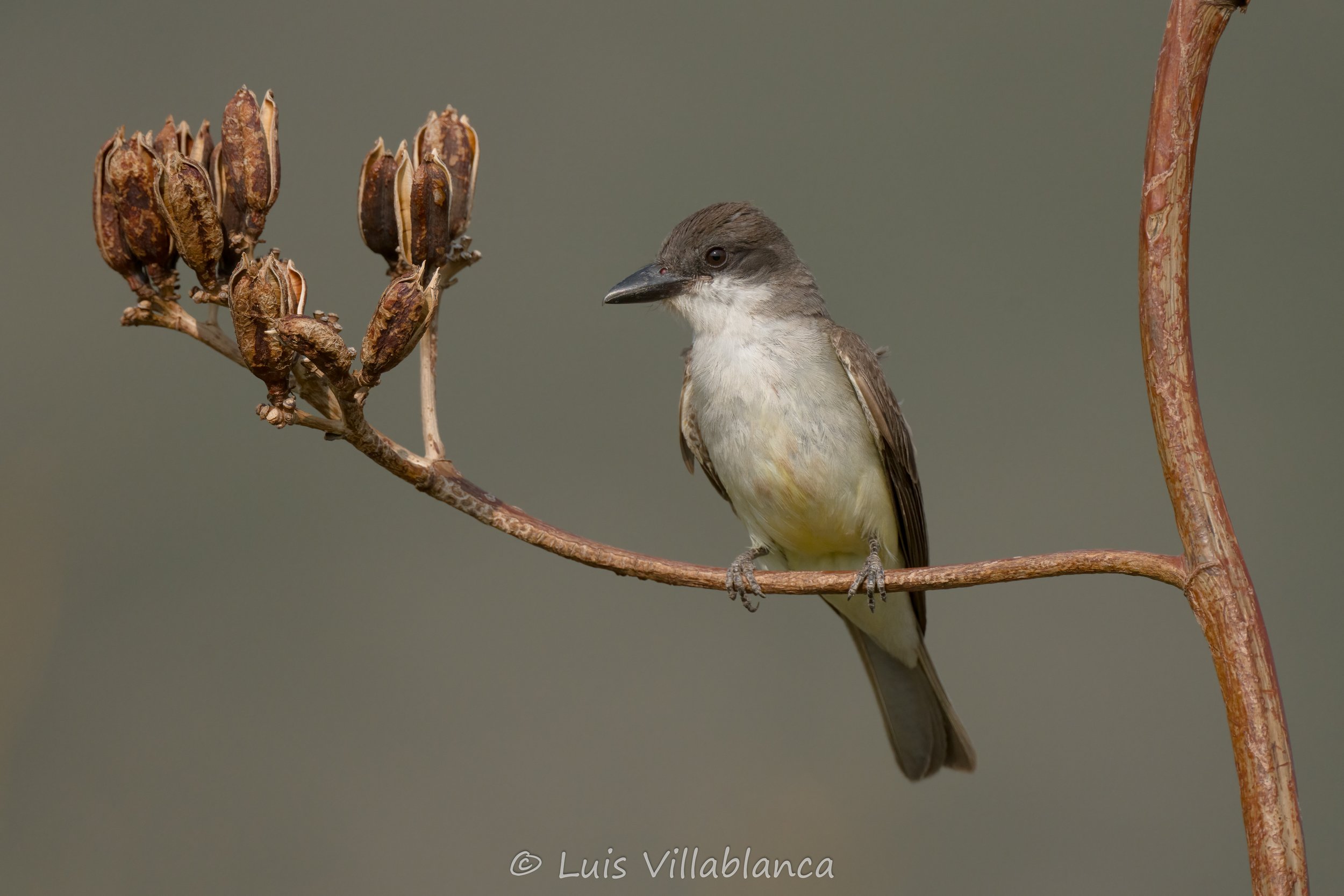 Thick-billed Kingbird © Luis Villablanca