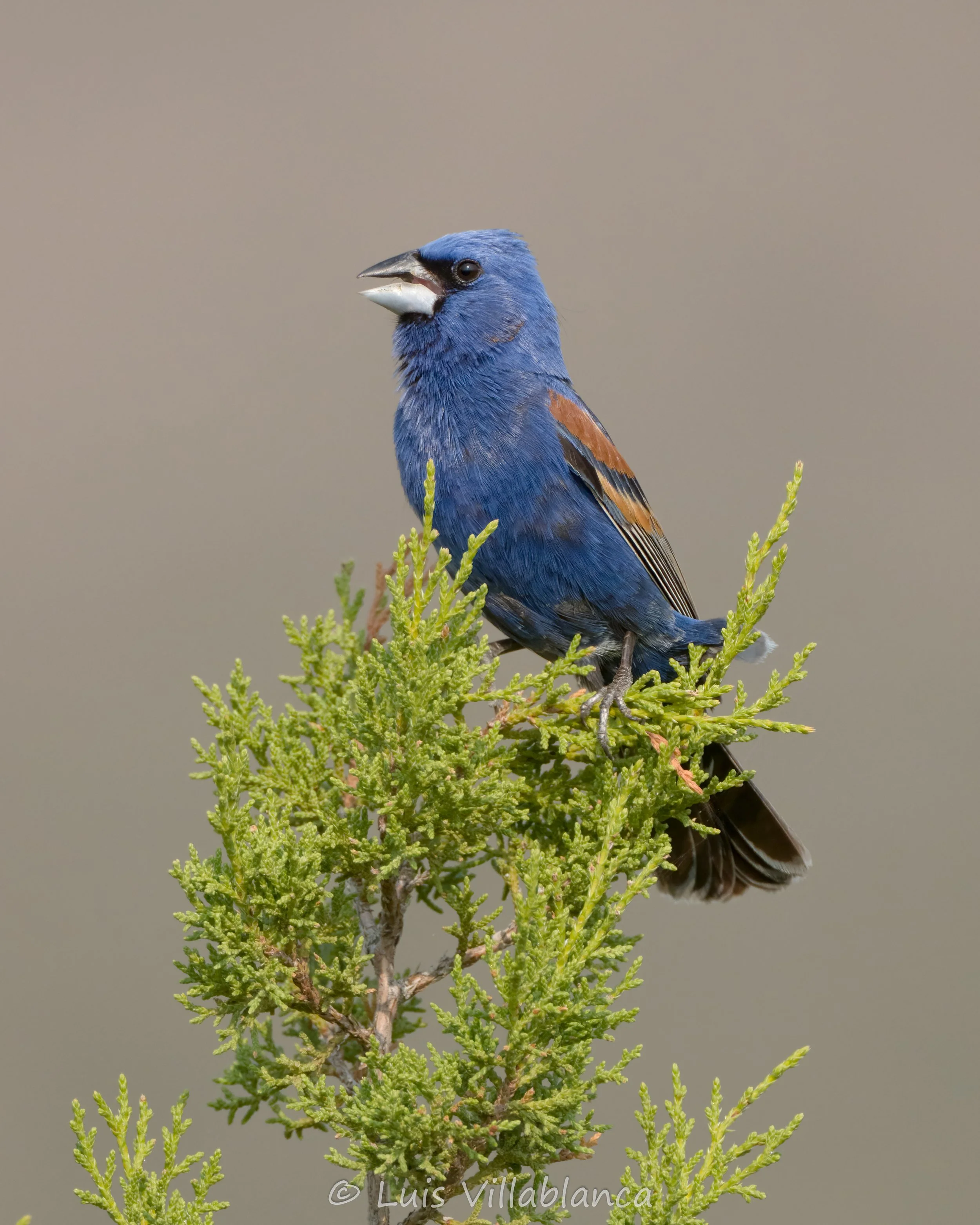 Blue Grosbeak © Luis Villablanca
