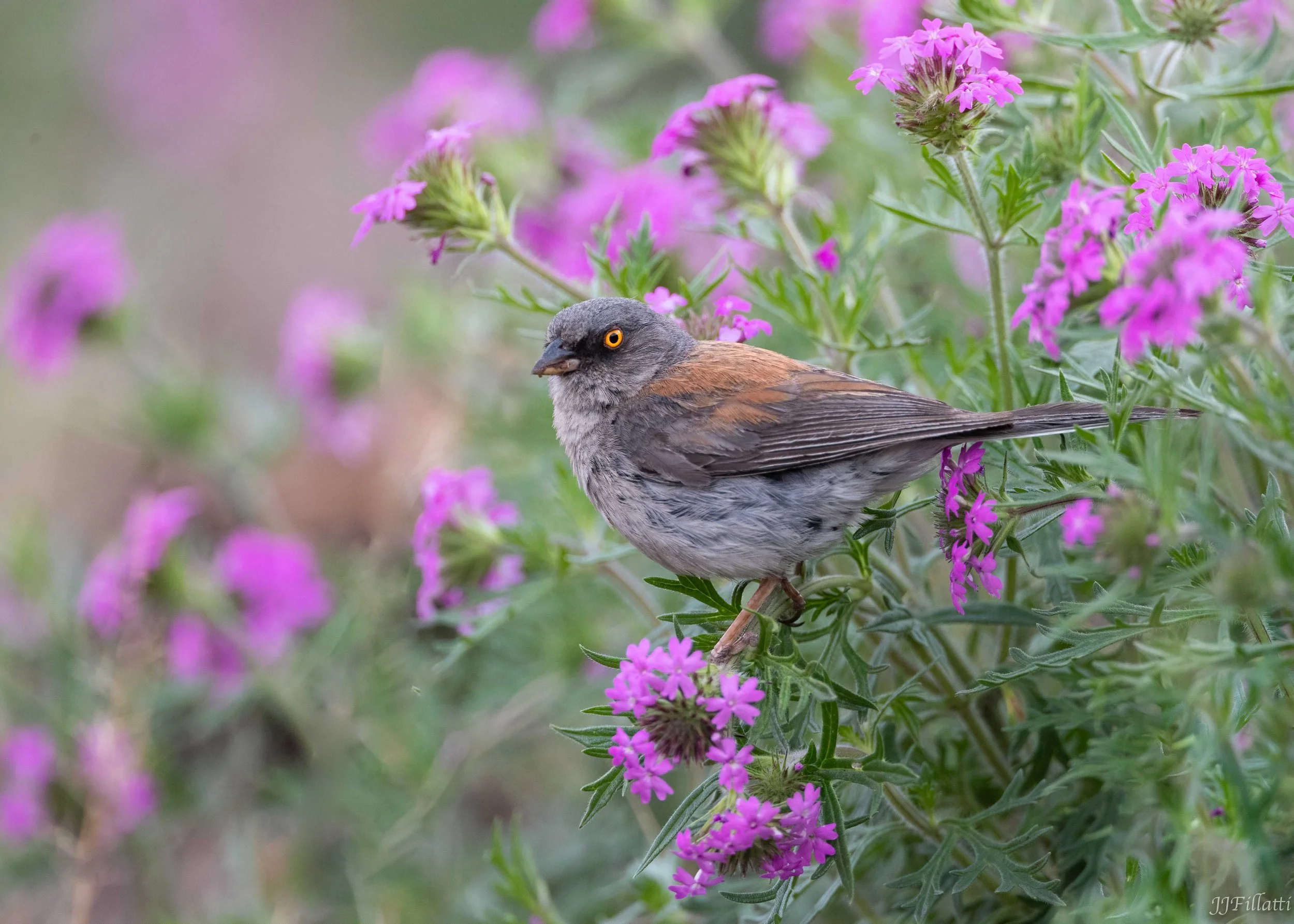 Yellow-eyed Junco © JoAnne Filatti