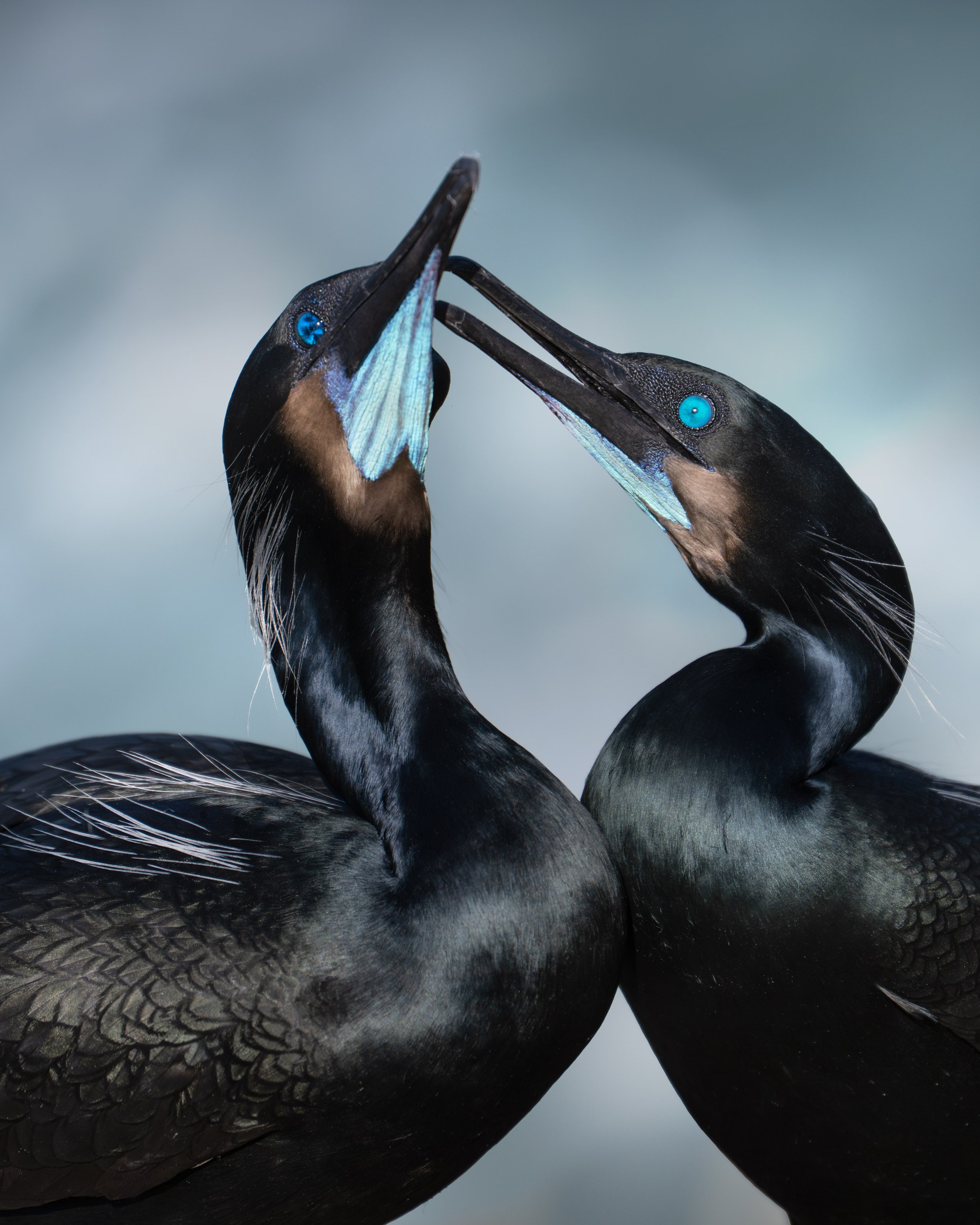 Brandt's_Cormorant_019_2703-Edit.jpg