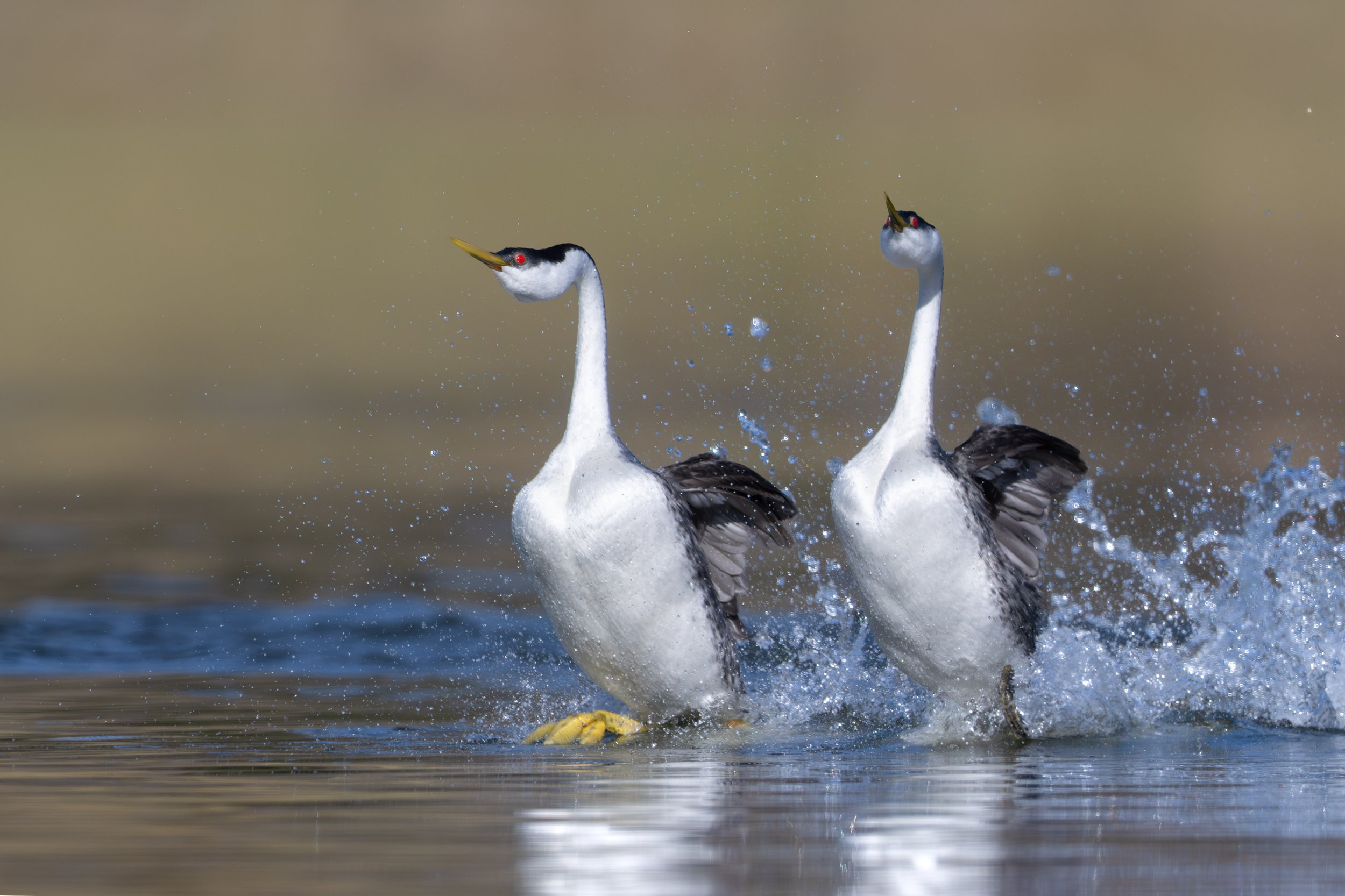 western_grebes_019_2531-Edit.jpg