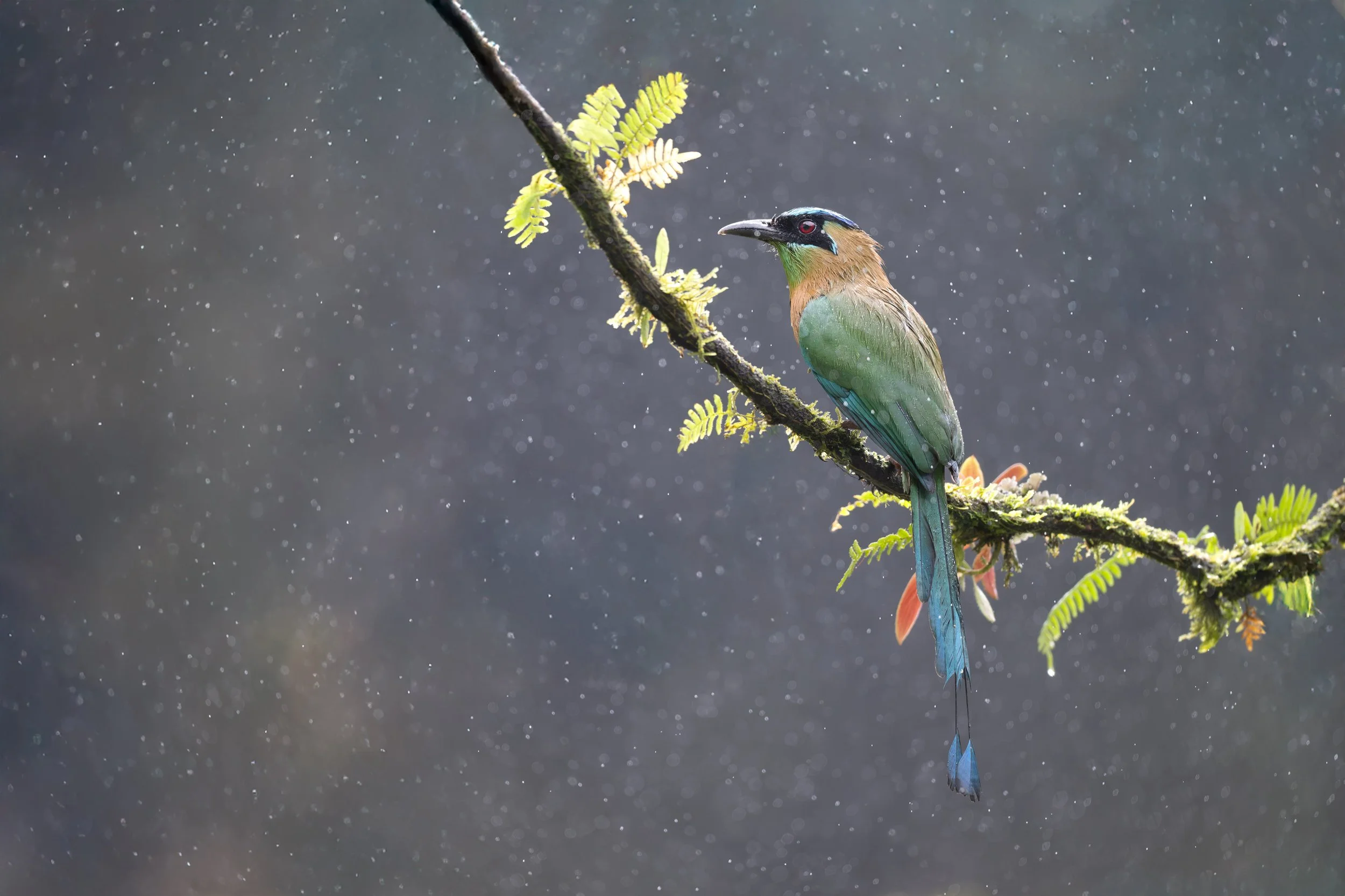 © Matthew Studebaker