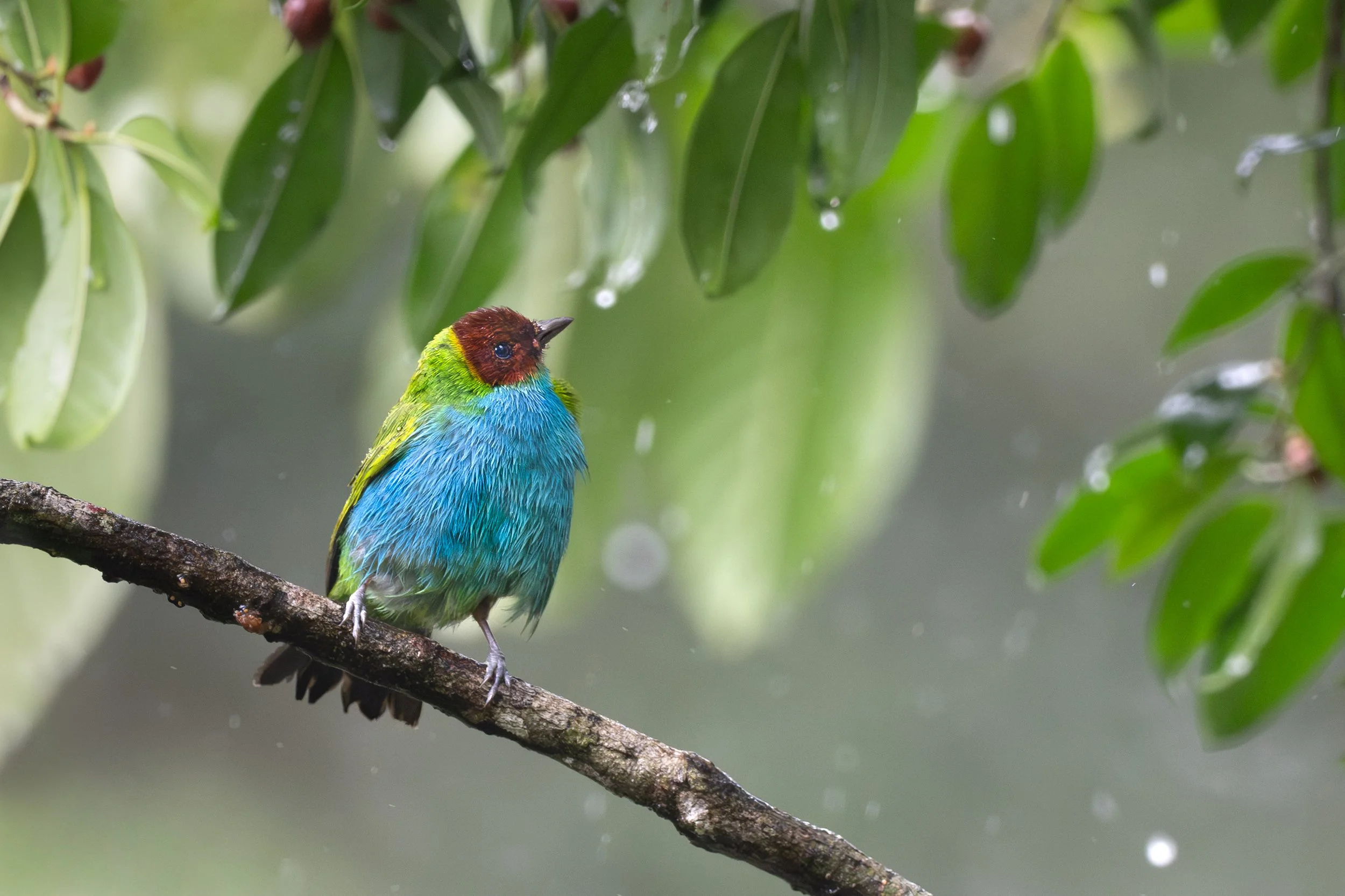 © Matthew Studebaker