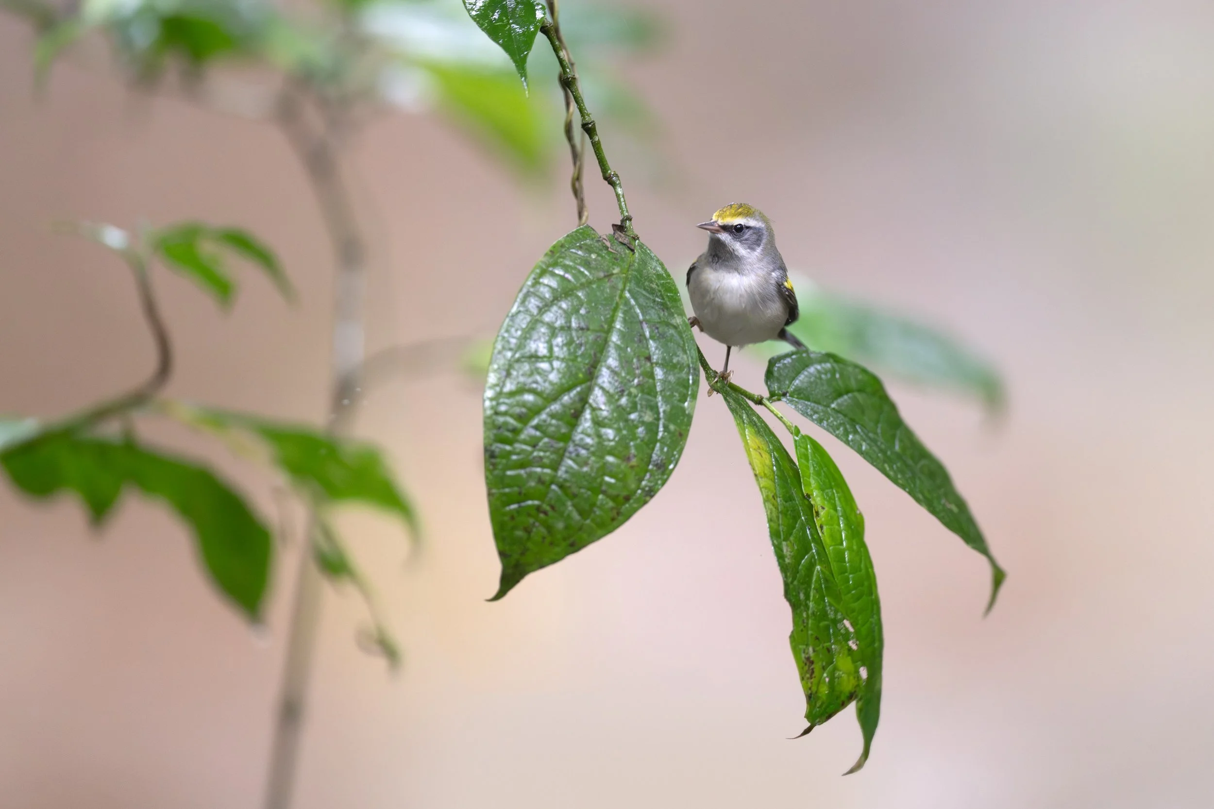 © Matthew Studebaker