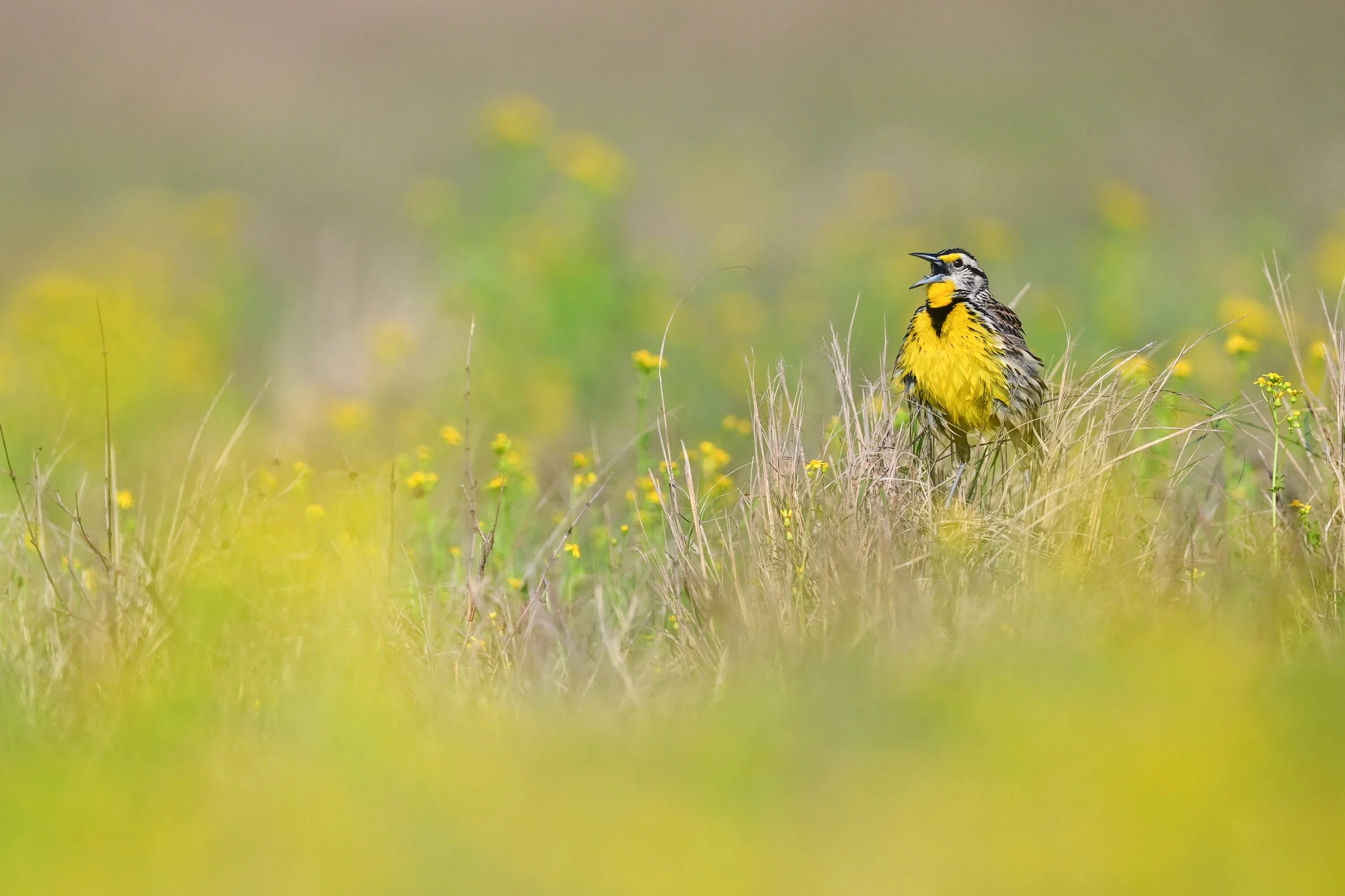eastern_meadowlark_034_1099-Edit.jpg