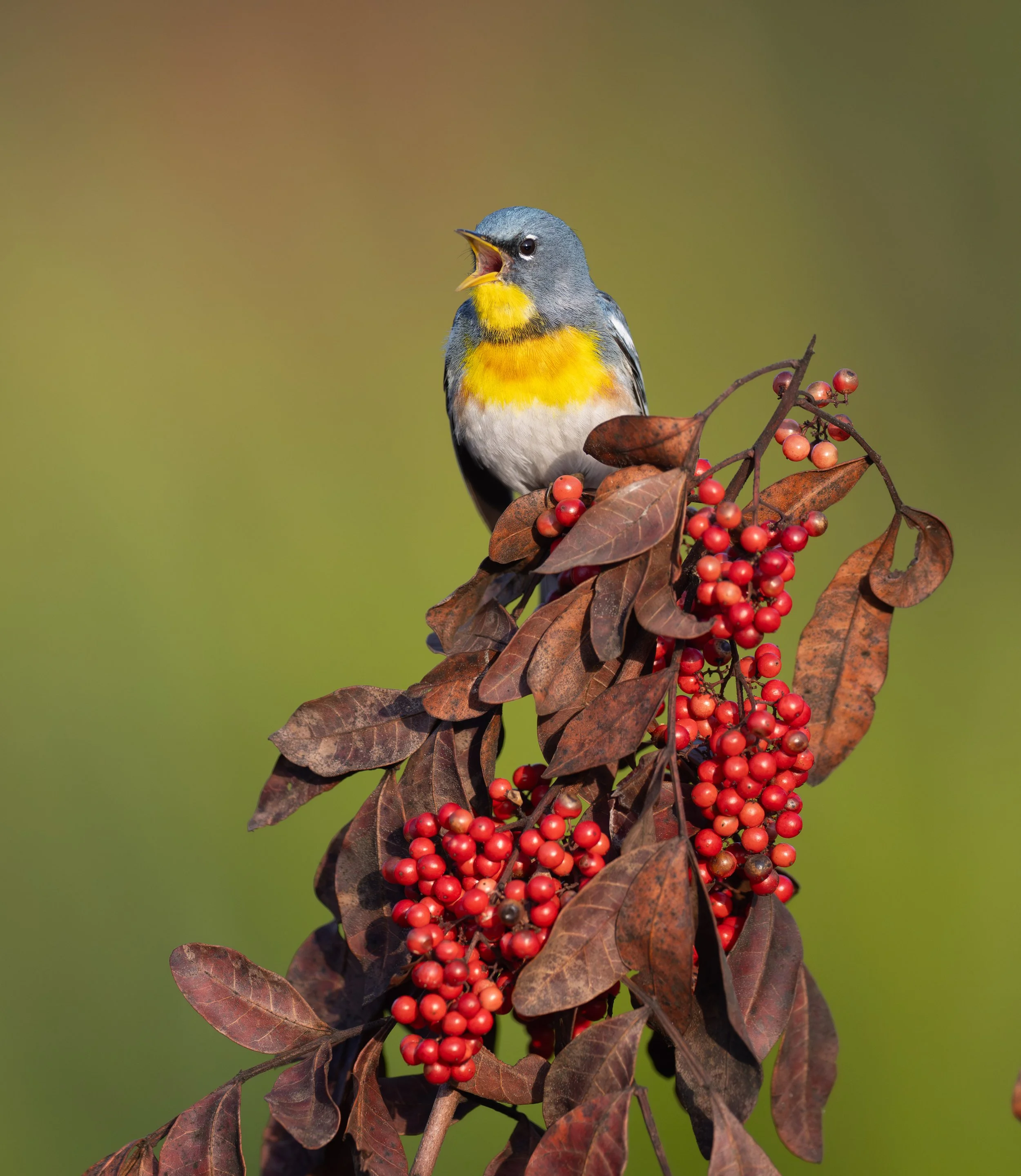 northern_parula_034_9431-Edit.jpg