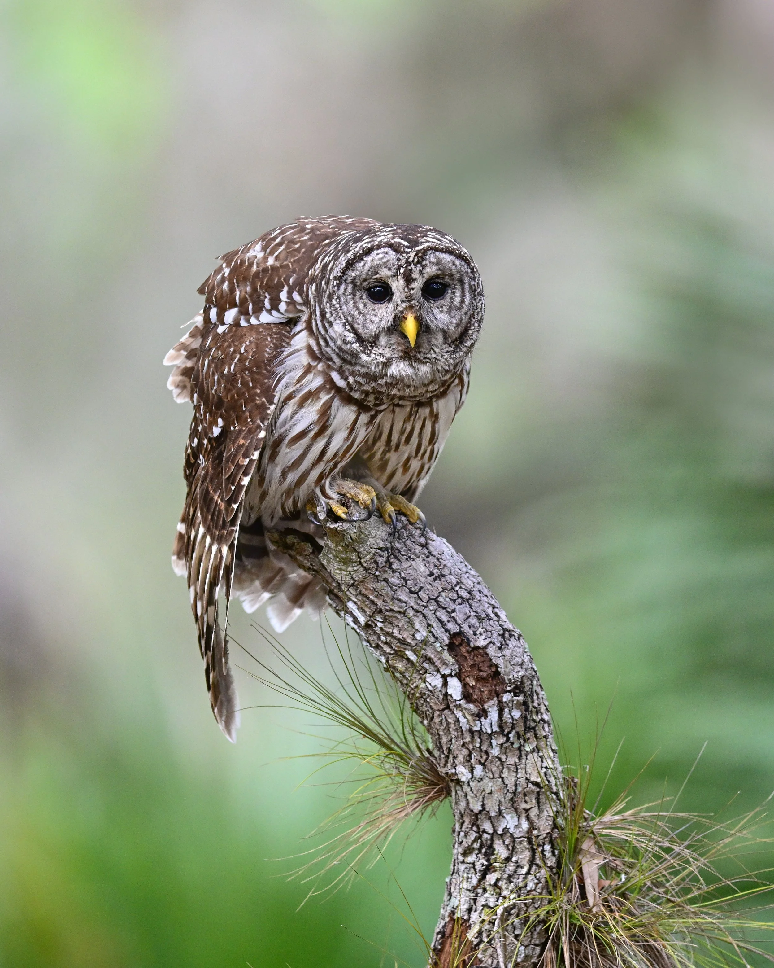 barred_owl_034_1905-Edit.jpg