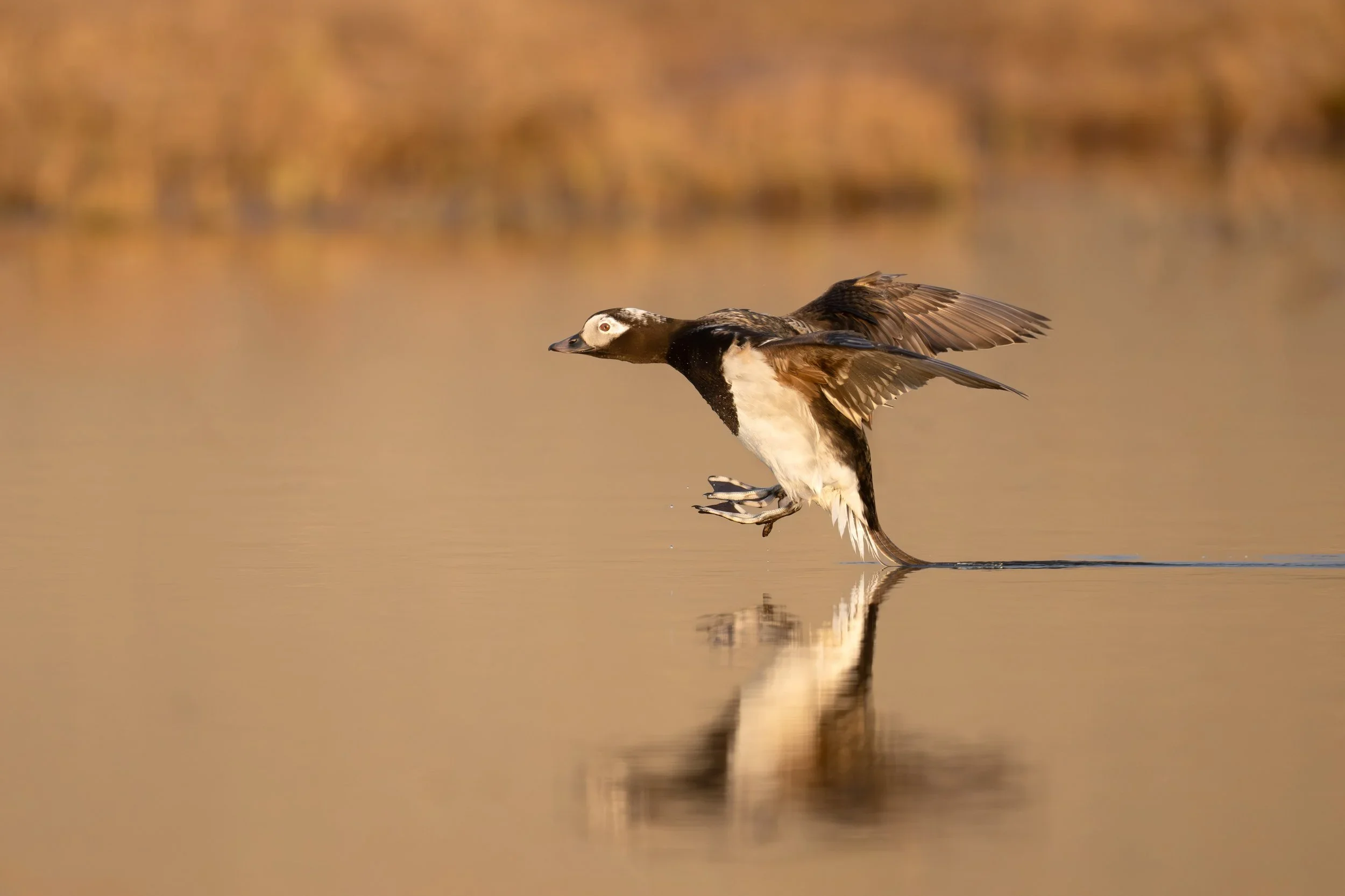 long-tailed_duck_024_3353-Edit.jpg.webp