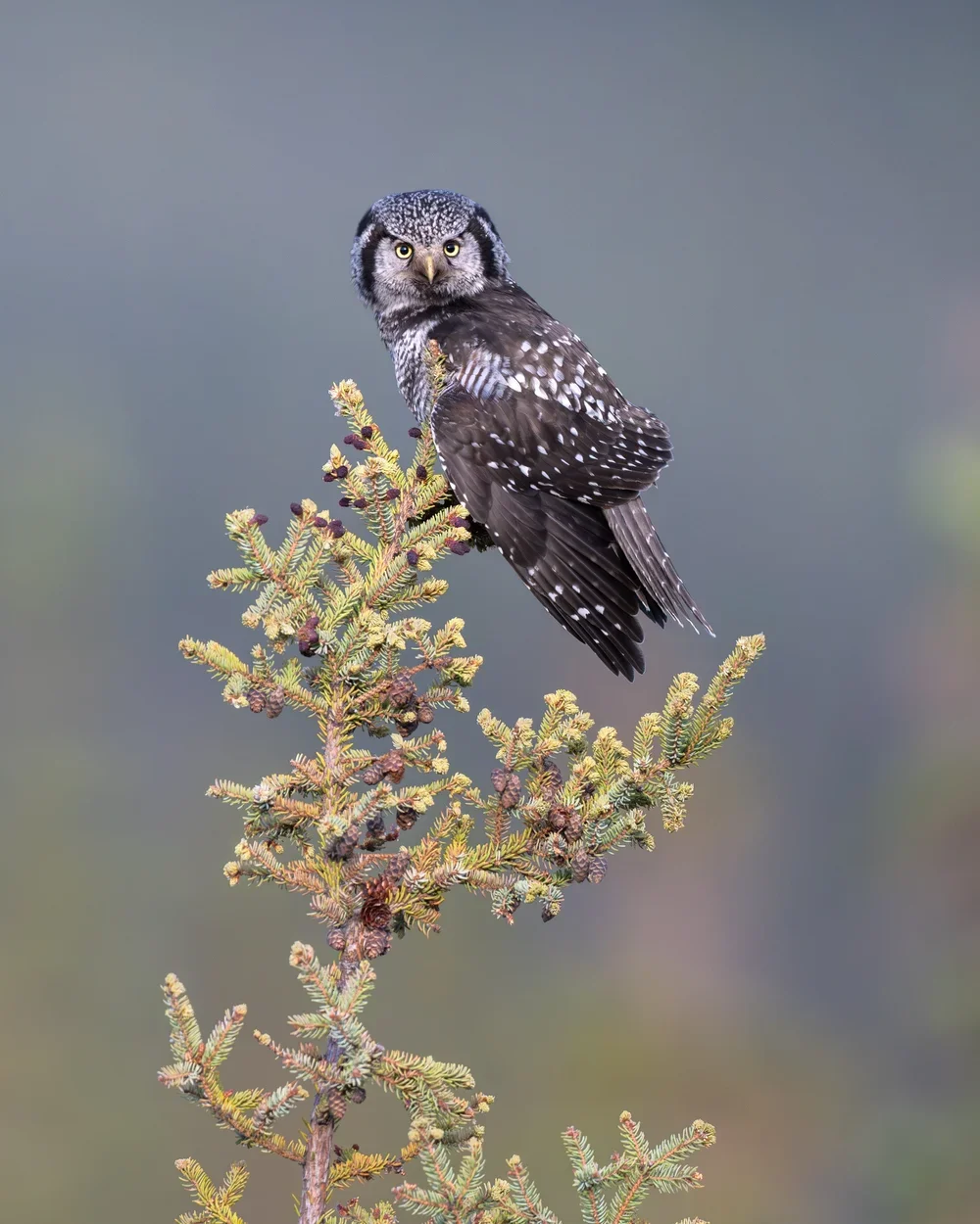 northern_hawk_owl_023_3272-Edit.jpg.webp