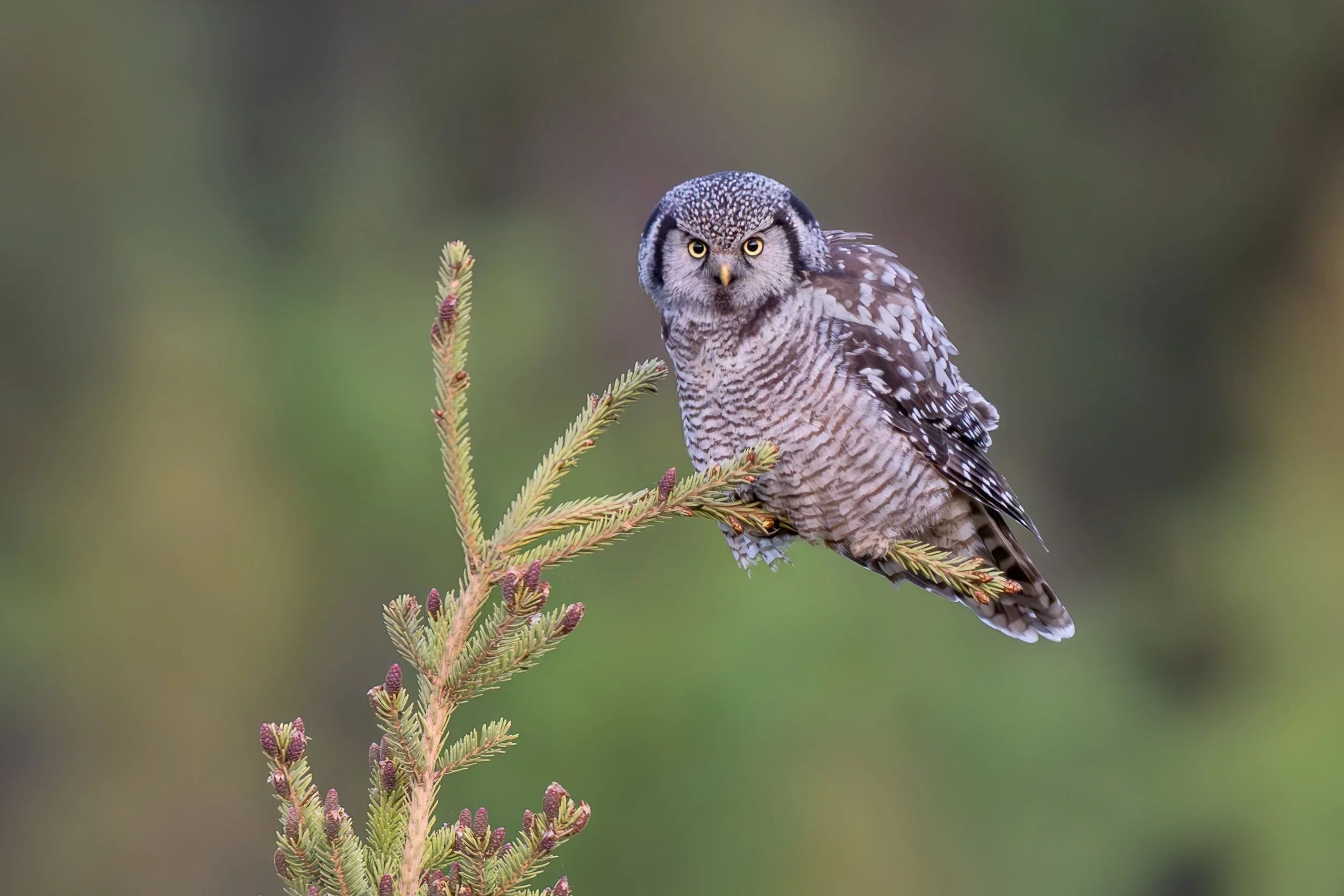 northern_hawk-owl_023_3808-Edit.jpg.webp