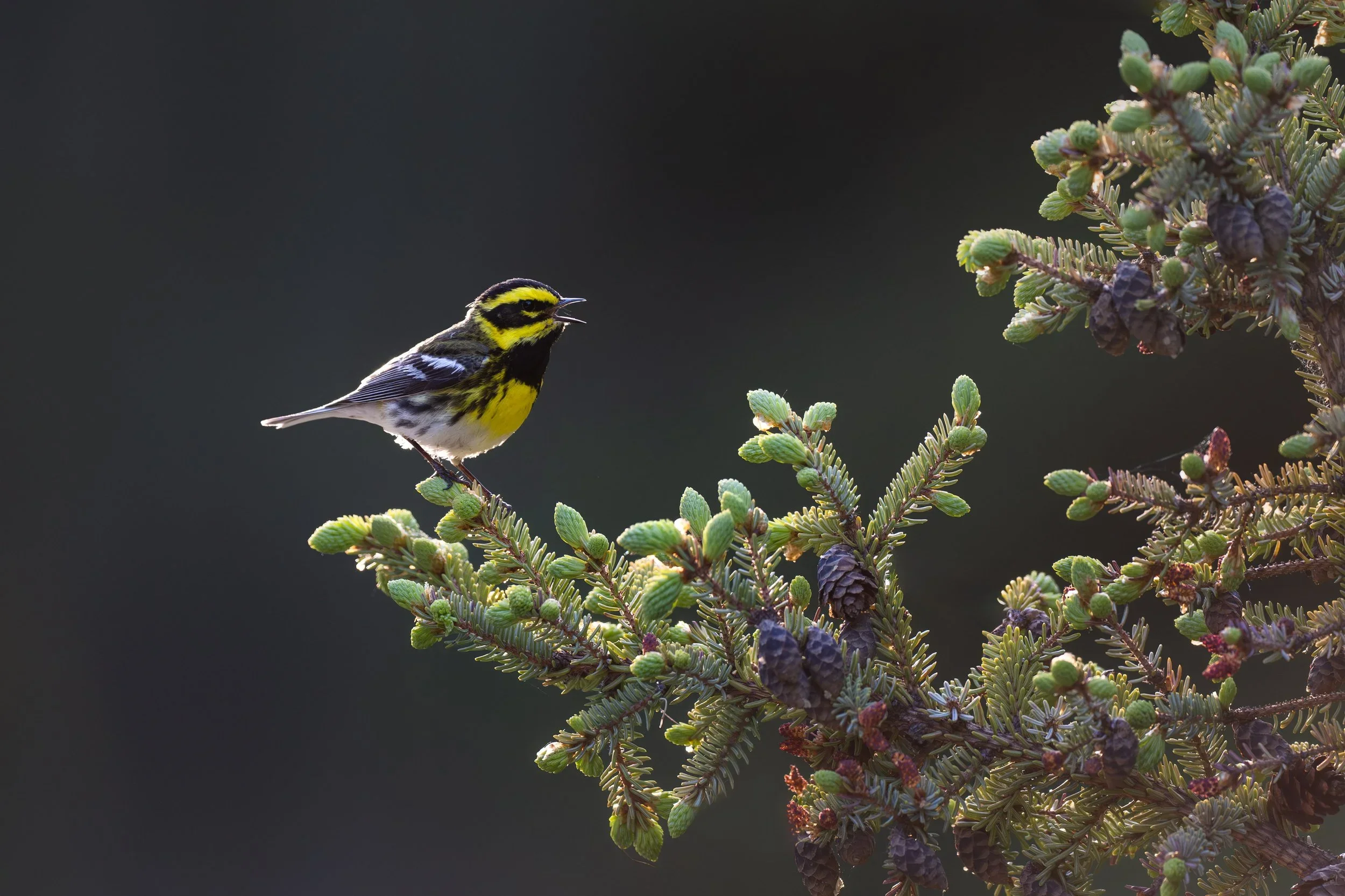 townsends_warbler_023_9401-Edit.jpg.webp
