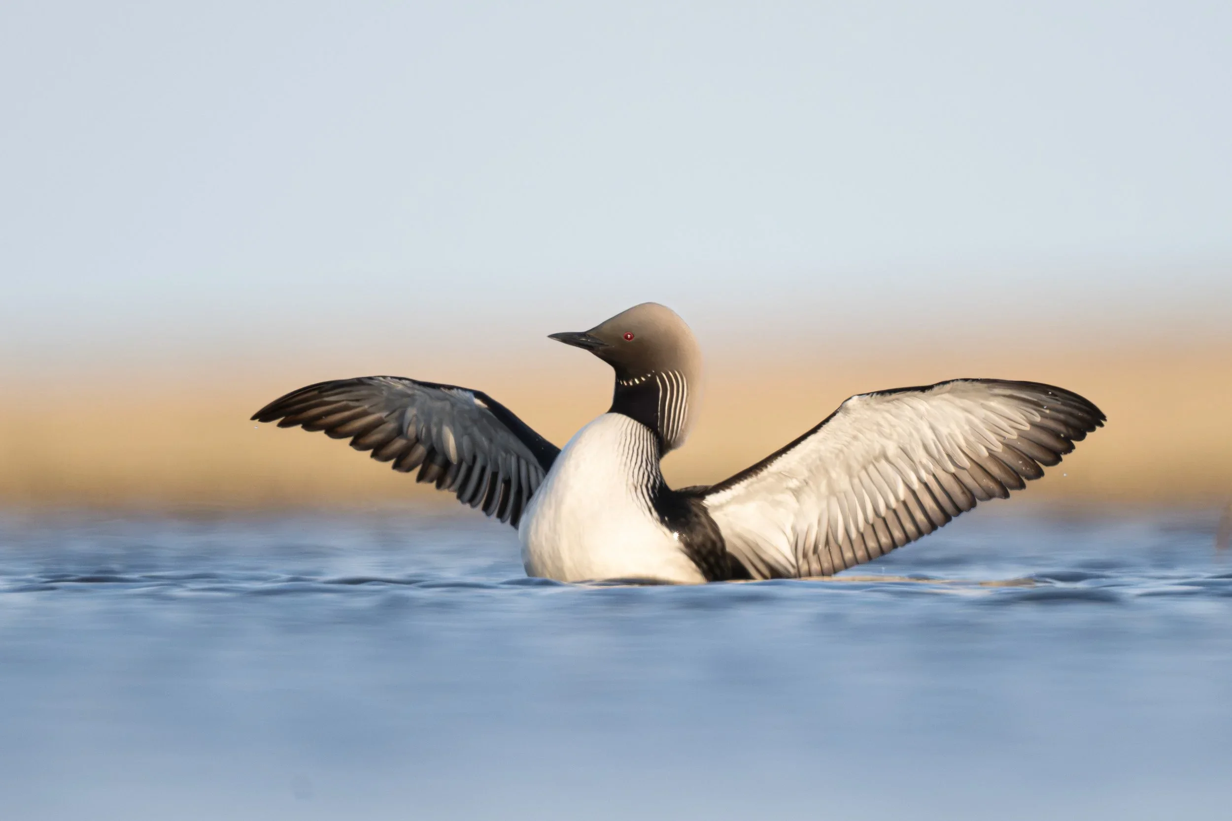 pacific_loon_025_3614.jpg.webp