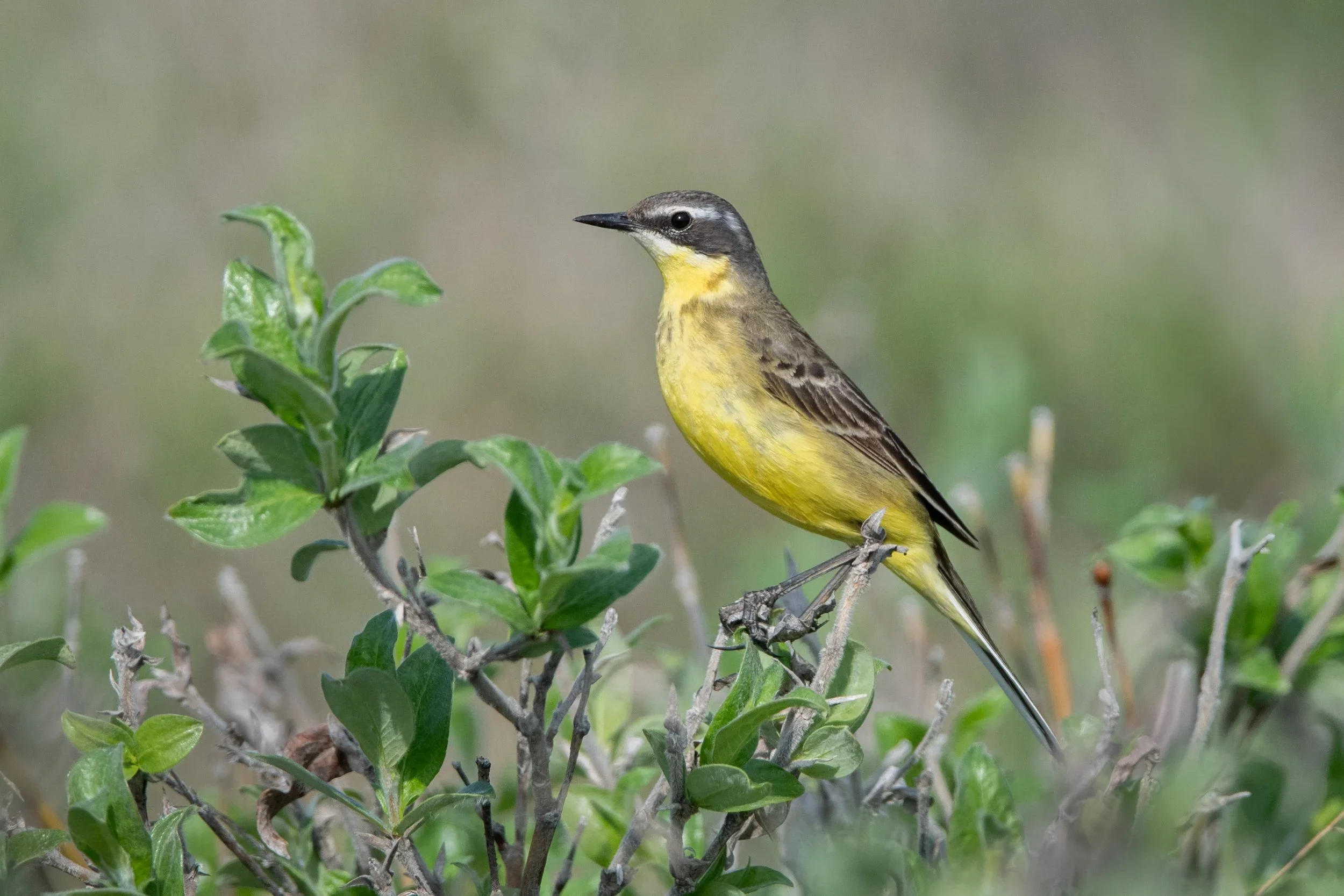 yellow_wagtail_DSC_4465-Edit.jpg.webp