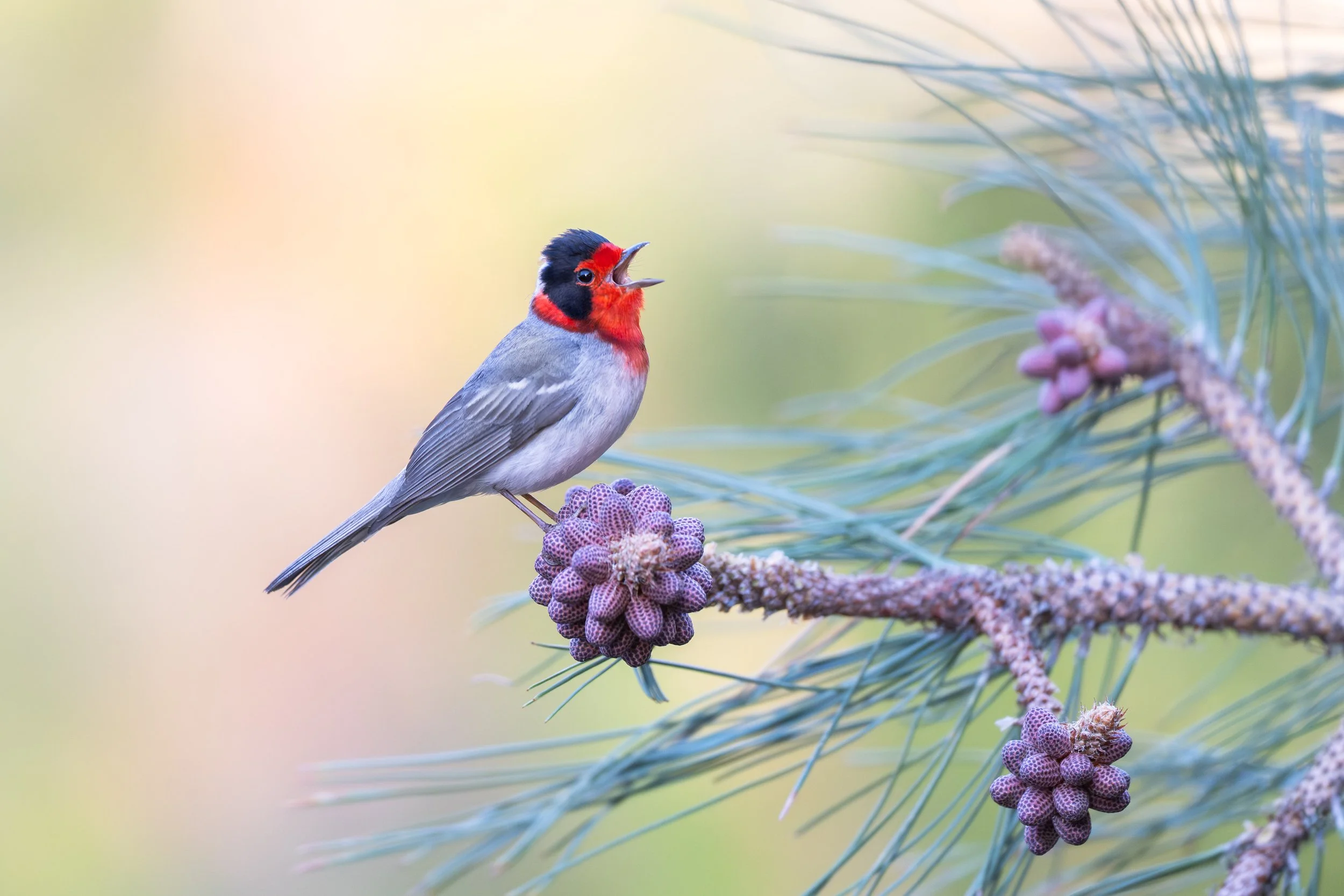 red-faced_warbler_035_6570-Edit.jpg